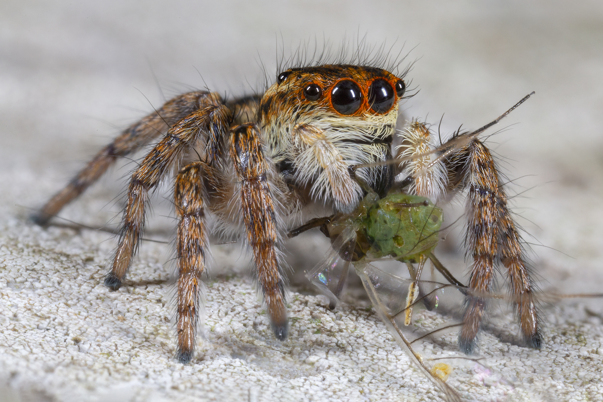 Carrhotus xanthogram female with prey