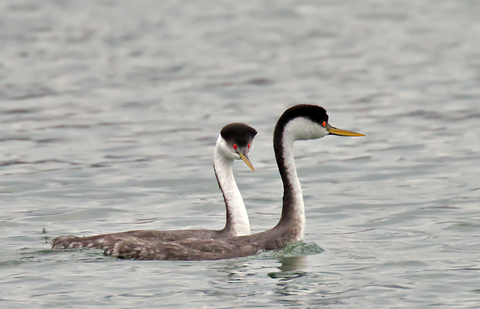 Che ragazzo... come volevo!