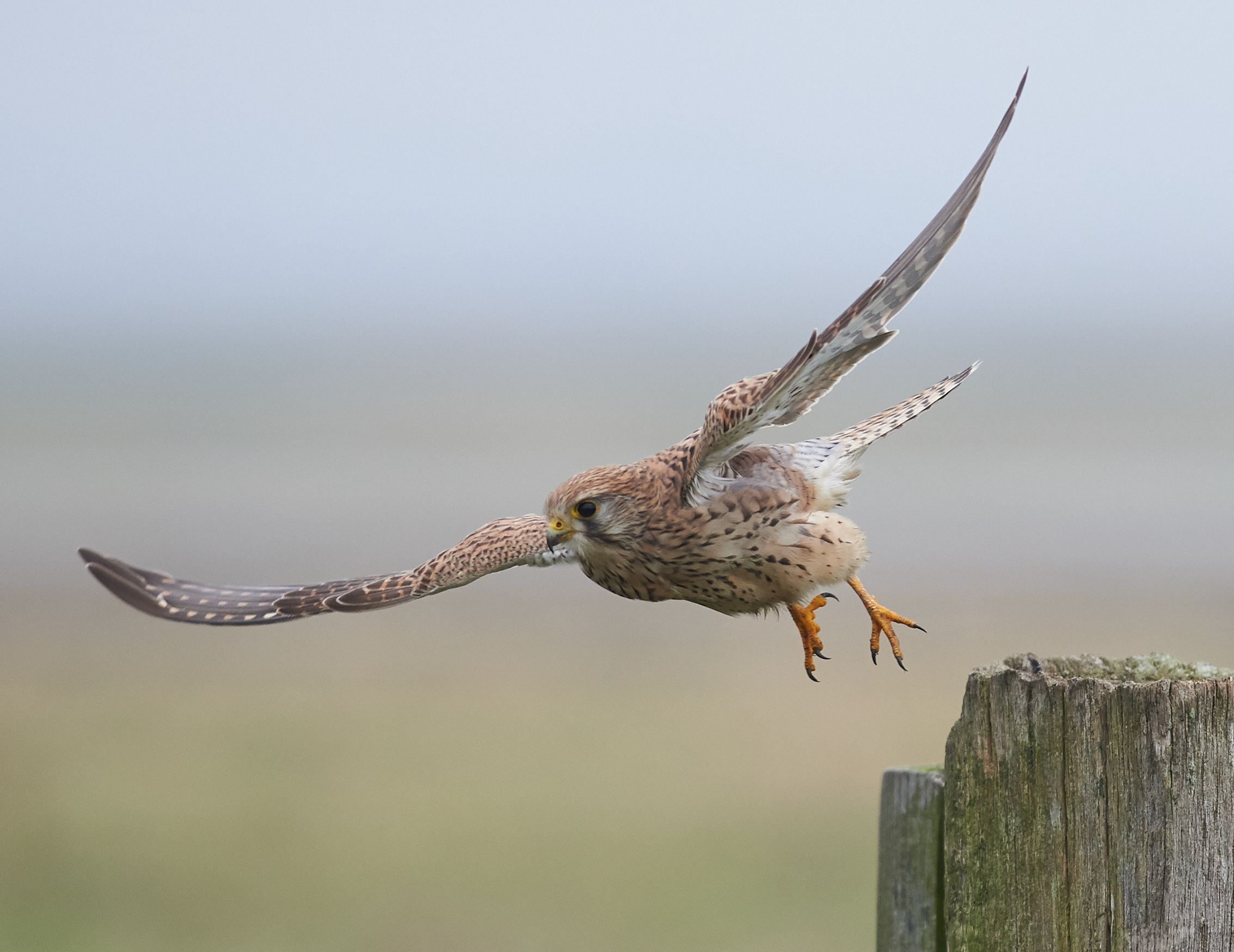 Gheppio comune europeo