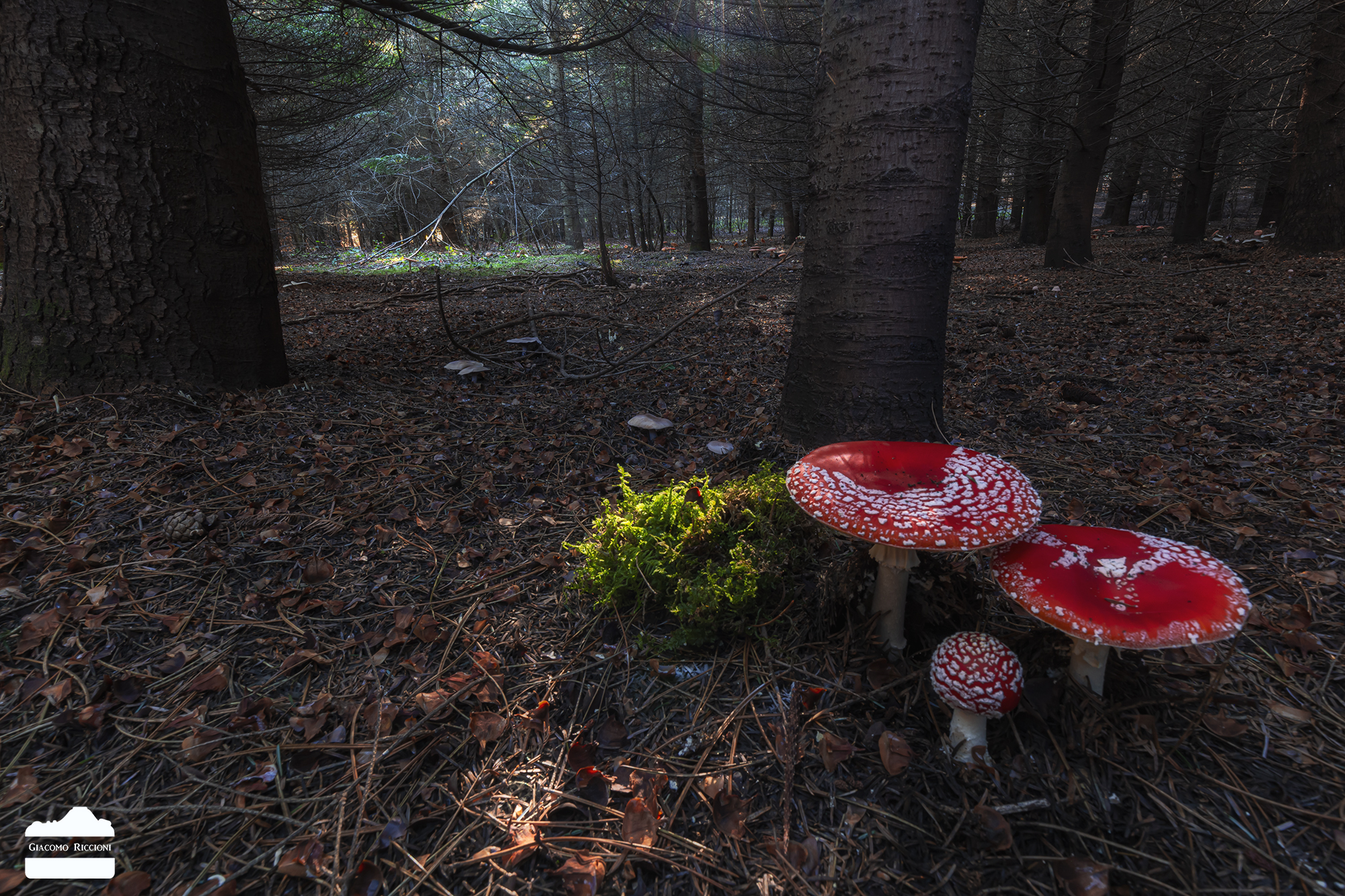 Evil Ovolo-Amanita muscaria