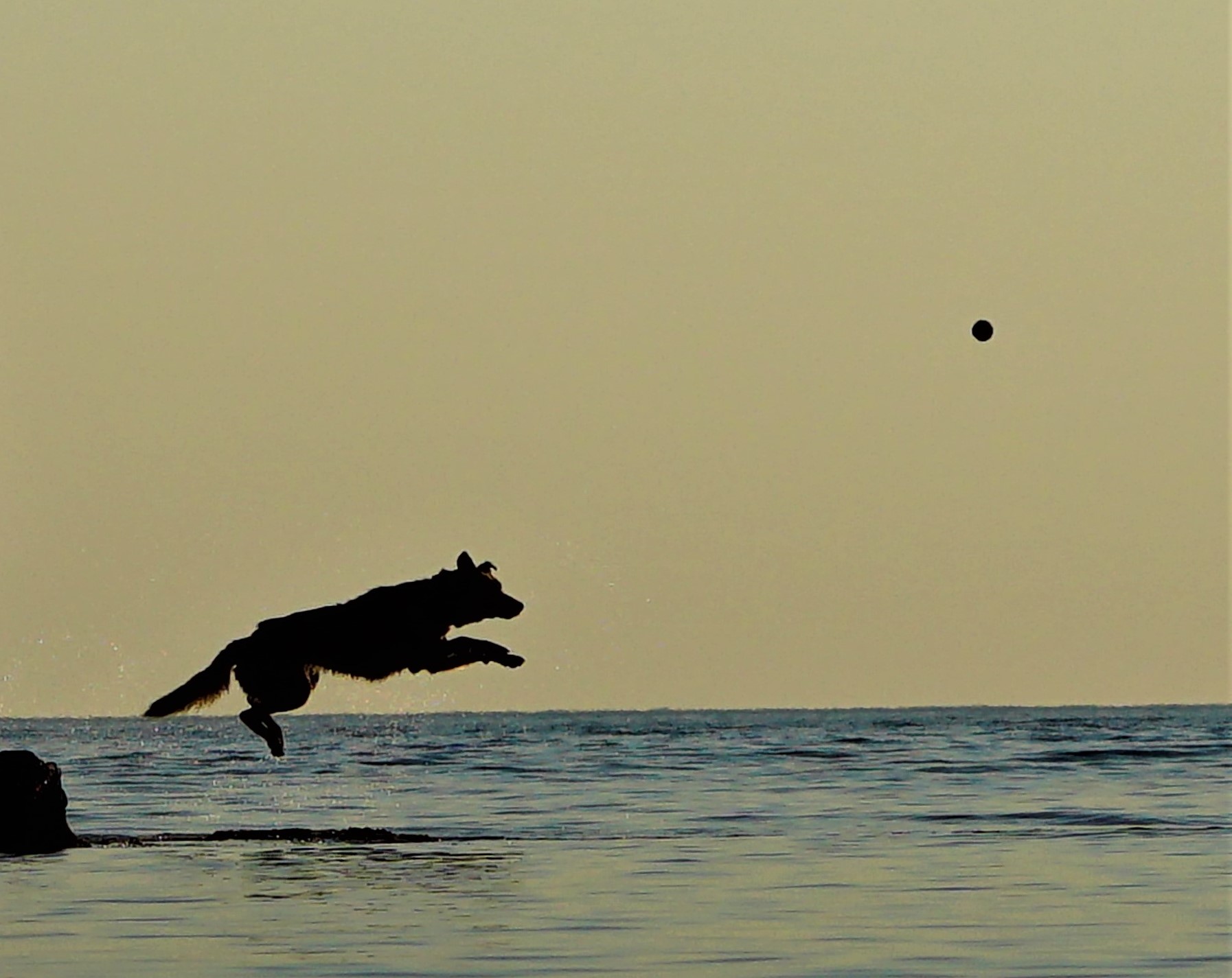 Cane palla mare