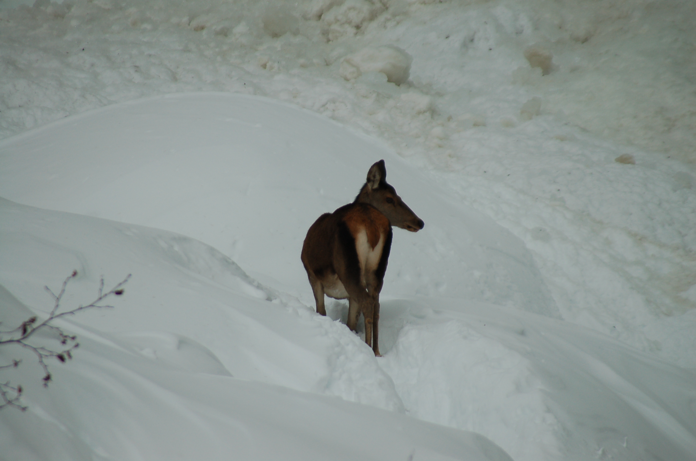 Cervo (Cervus elaphus)