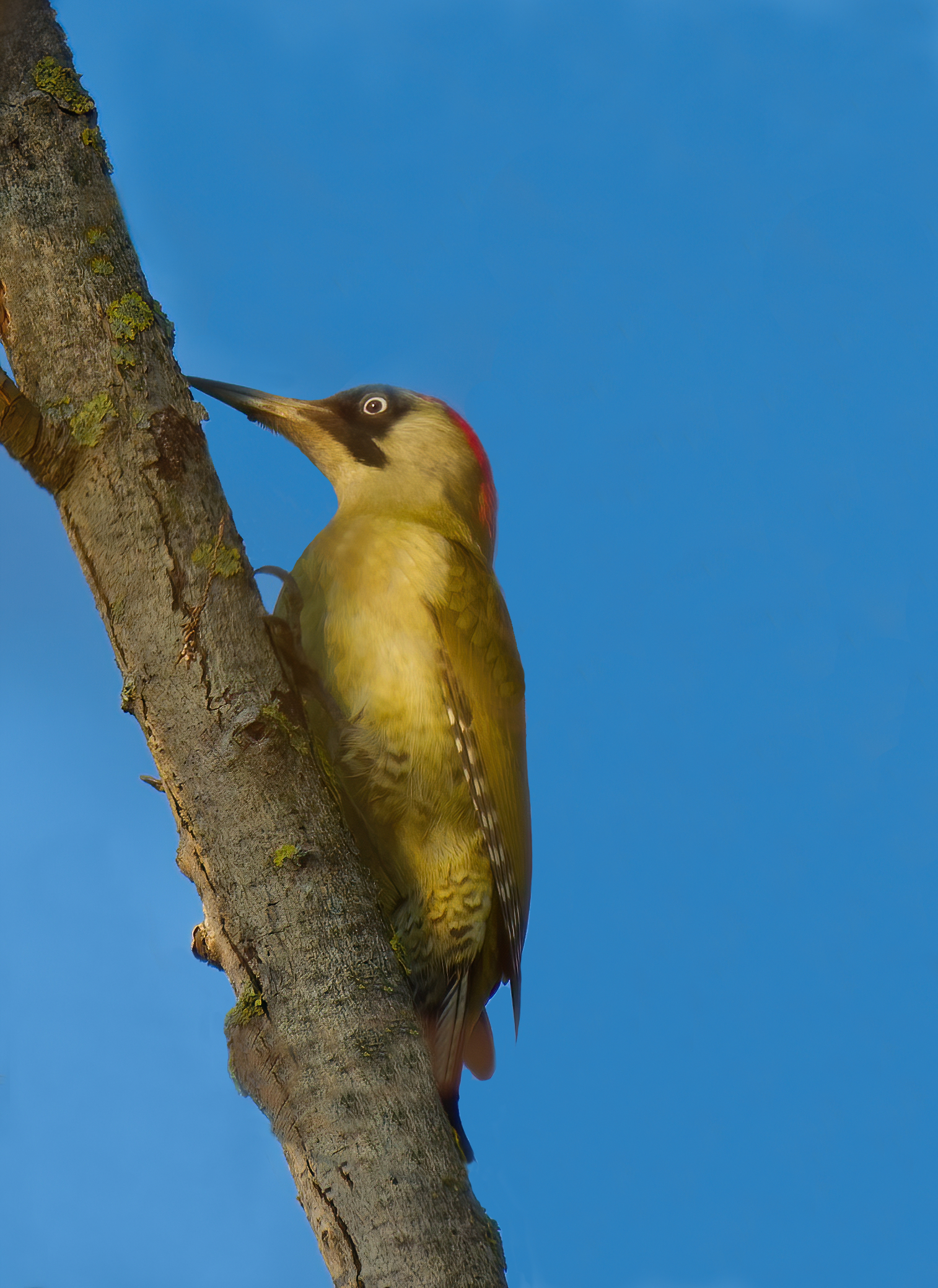 Picchio verde