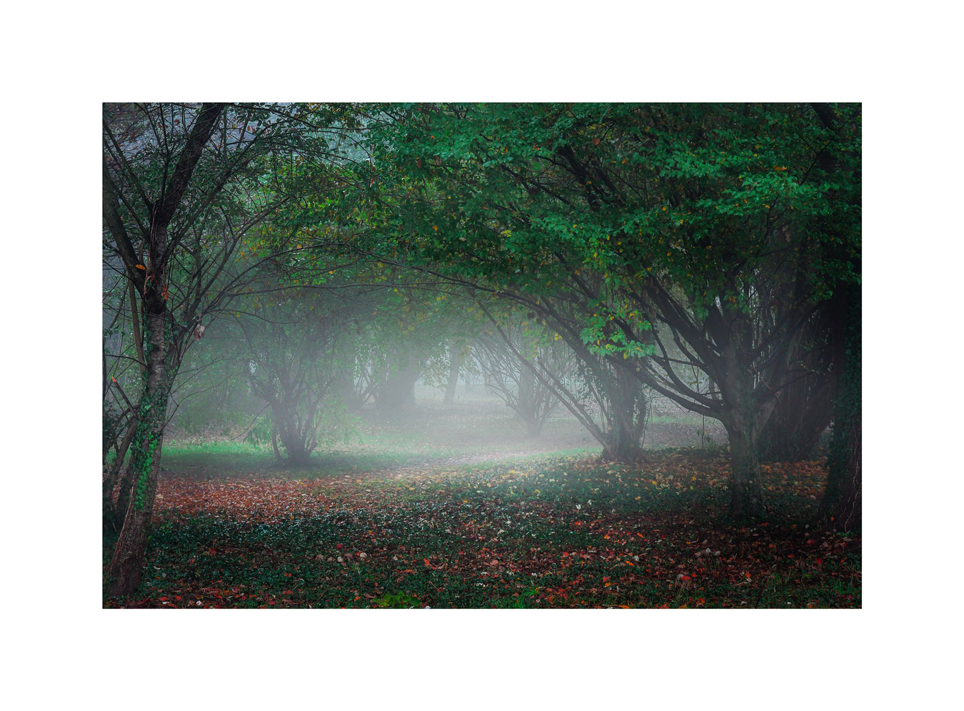 Colori del profondo bosco