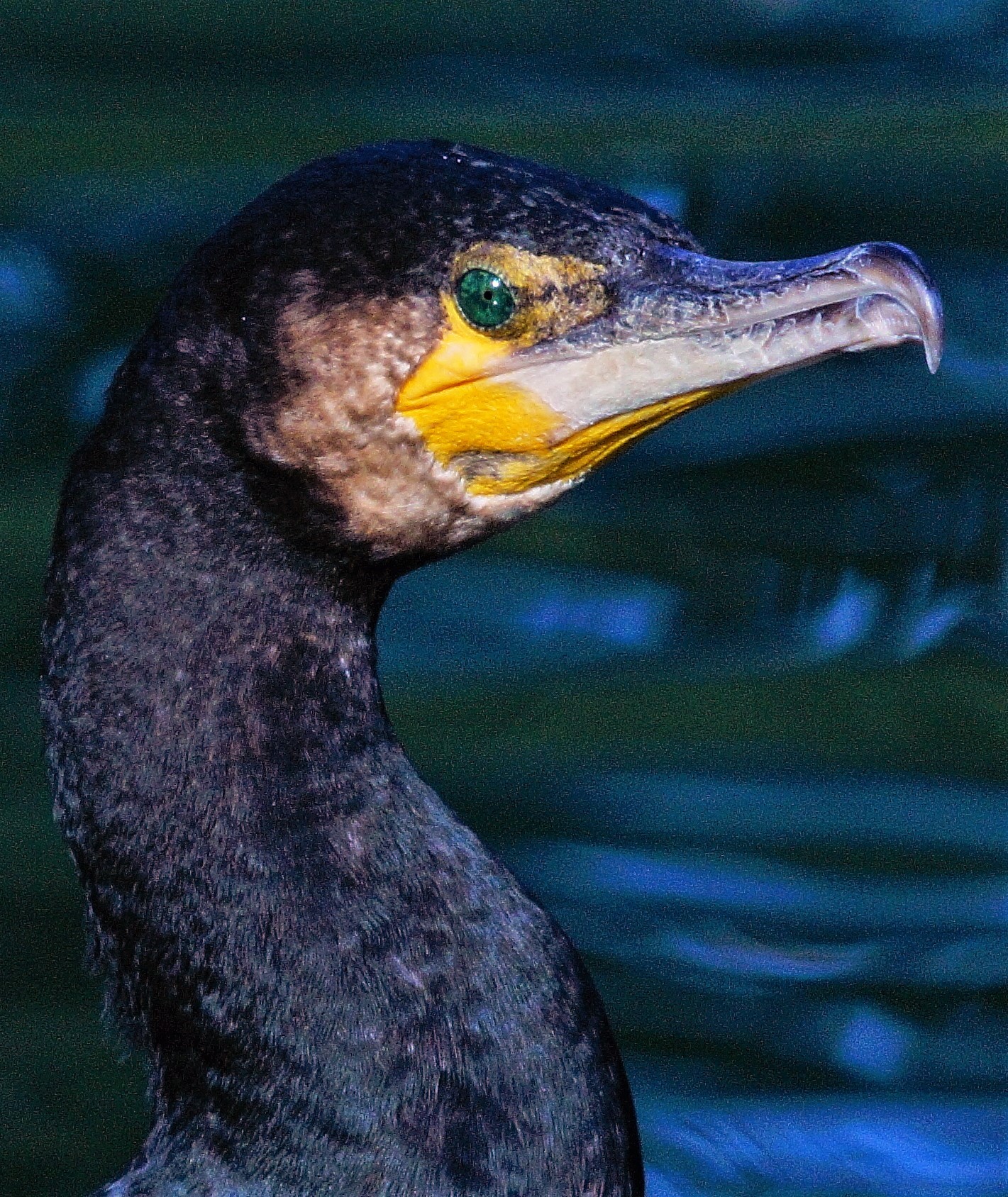 cormorants to the Eur