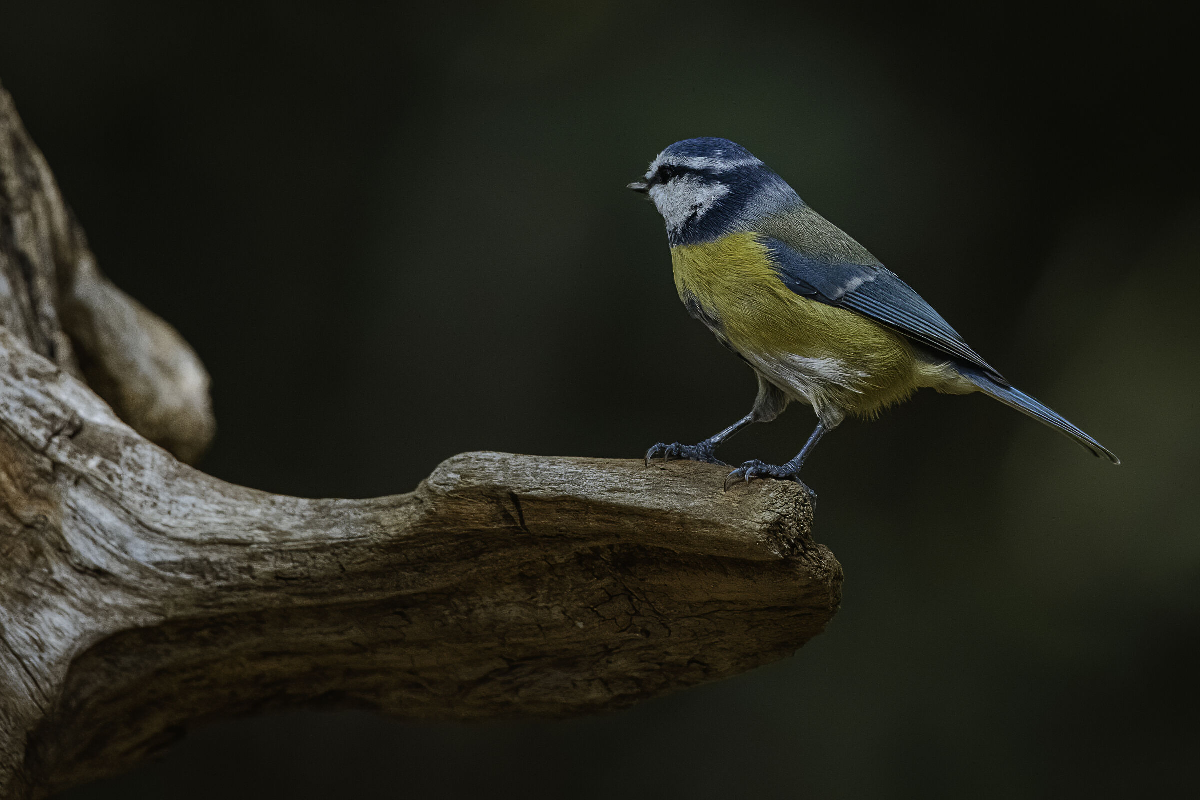 Cinciarella (Cyanistes caeruleus)