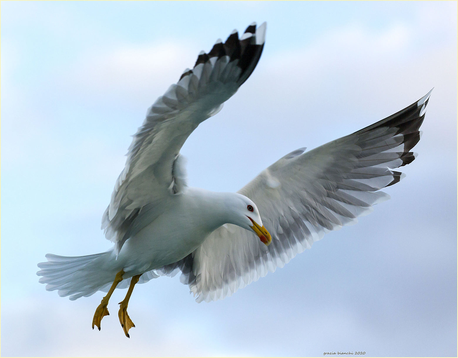 Royal Gull (Larus michahellis) Costal tri Viareggio