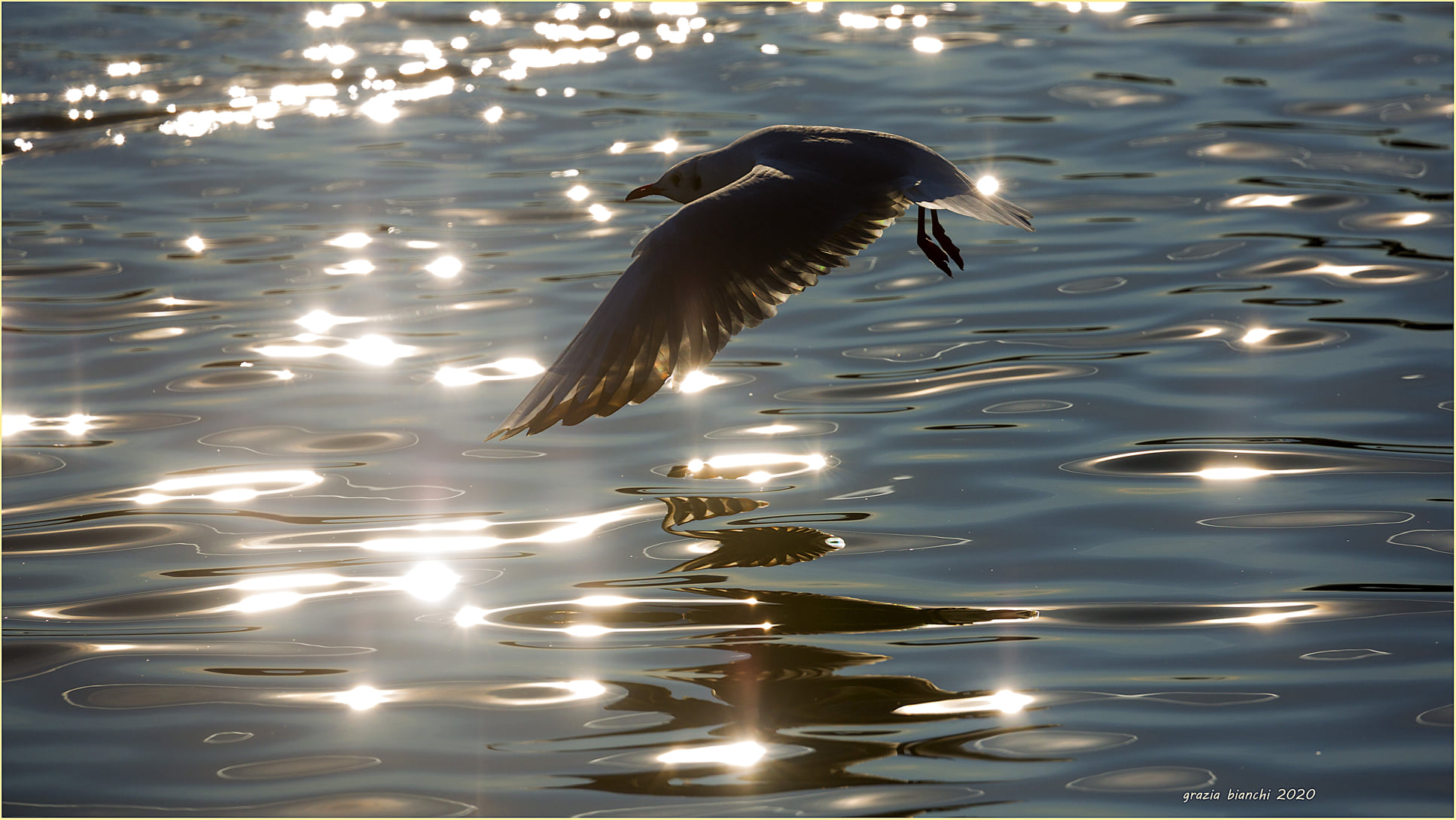 Common Gull (Chroicocephalus ridibundus) - Arno Fir