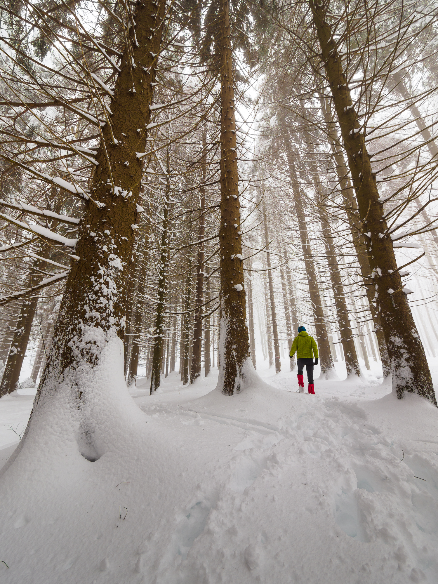Passeggiata tra giganti