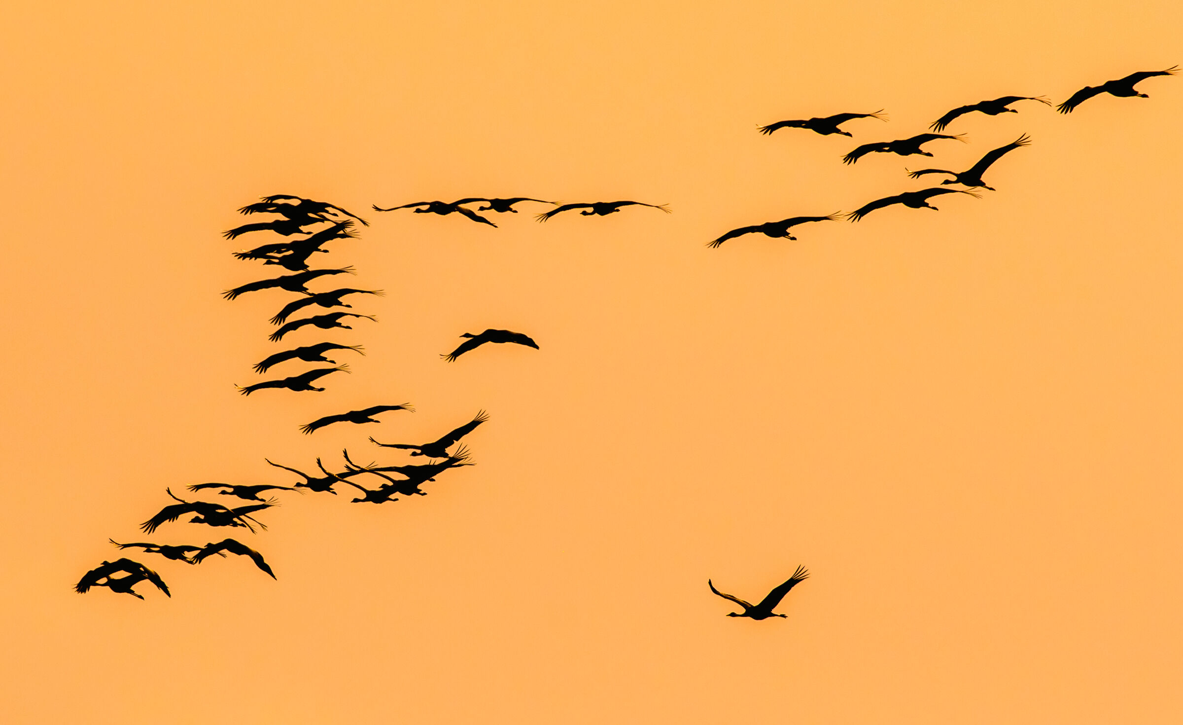 silhouette-gru al tramonto