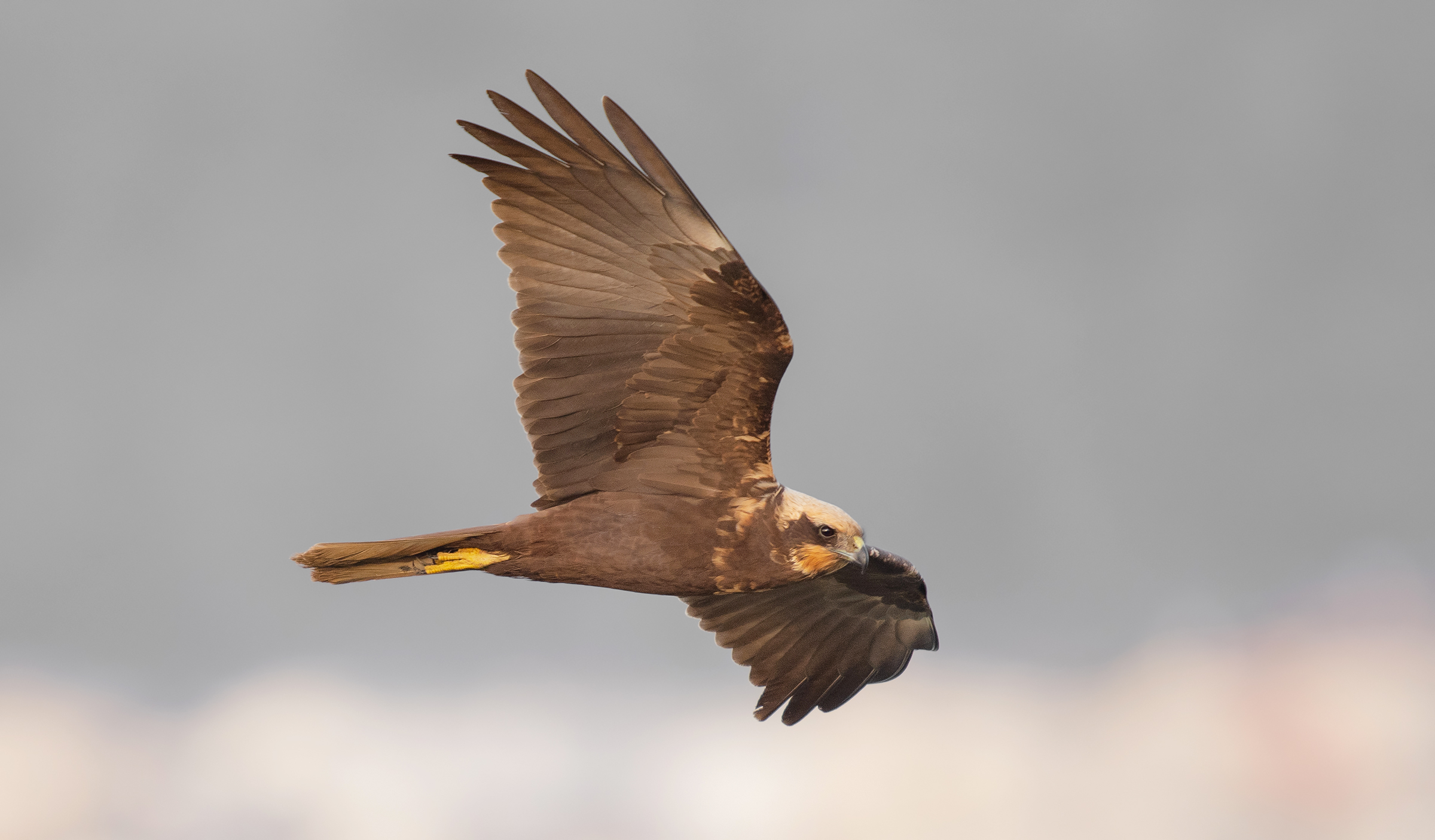 palude harrier