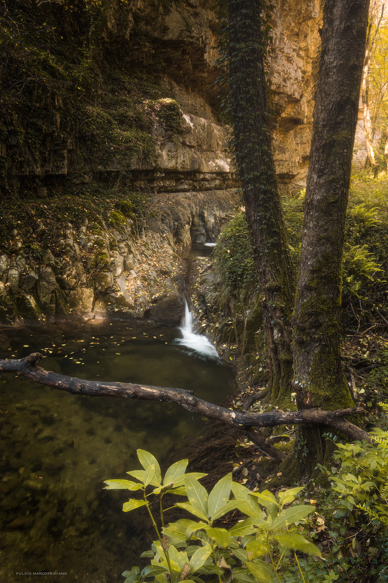 Un angolo nascosto di bosco