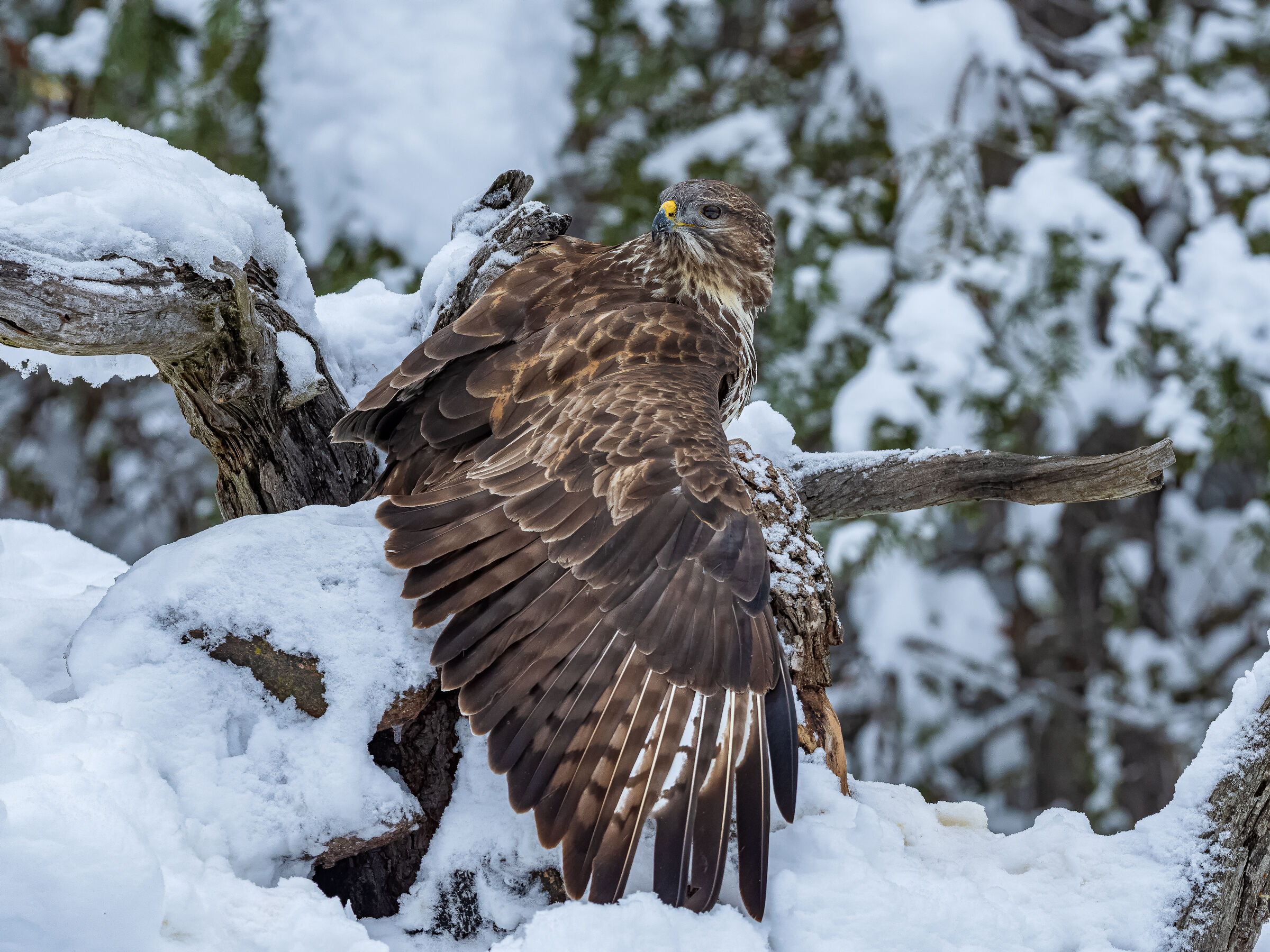 Anche oggi è venuta a farmi visita. Poiana