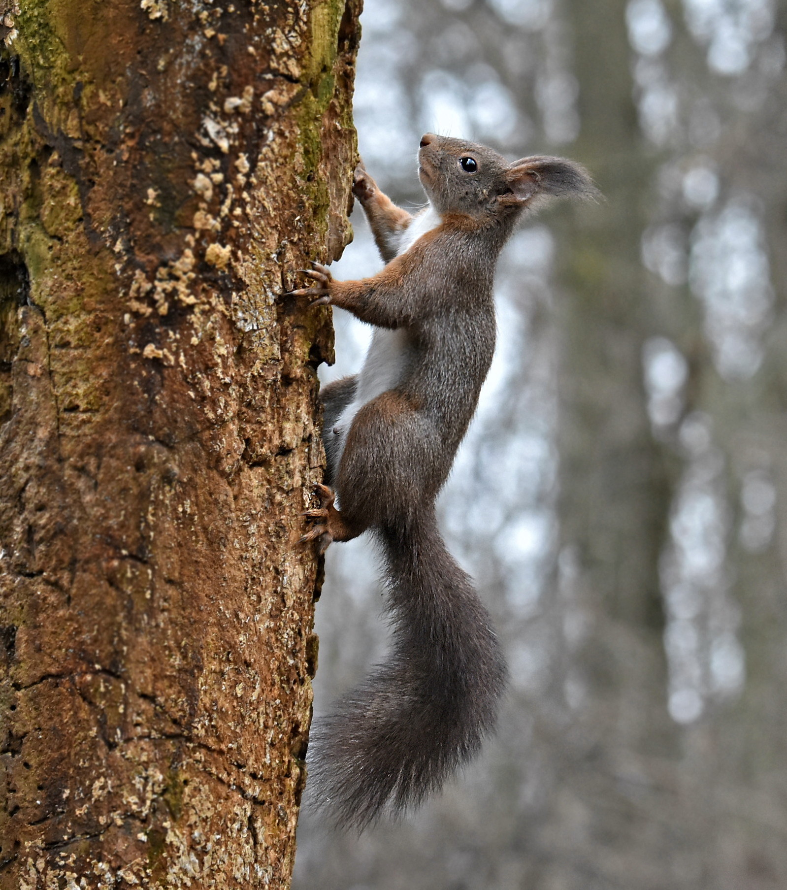 red squirrel