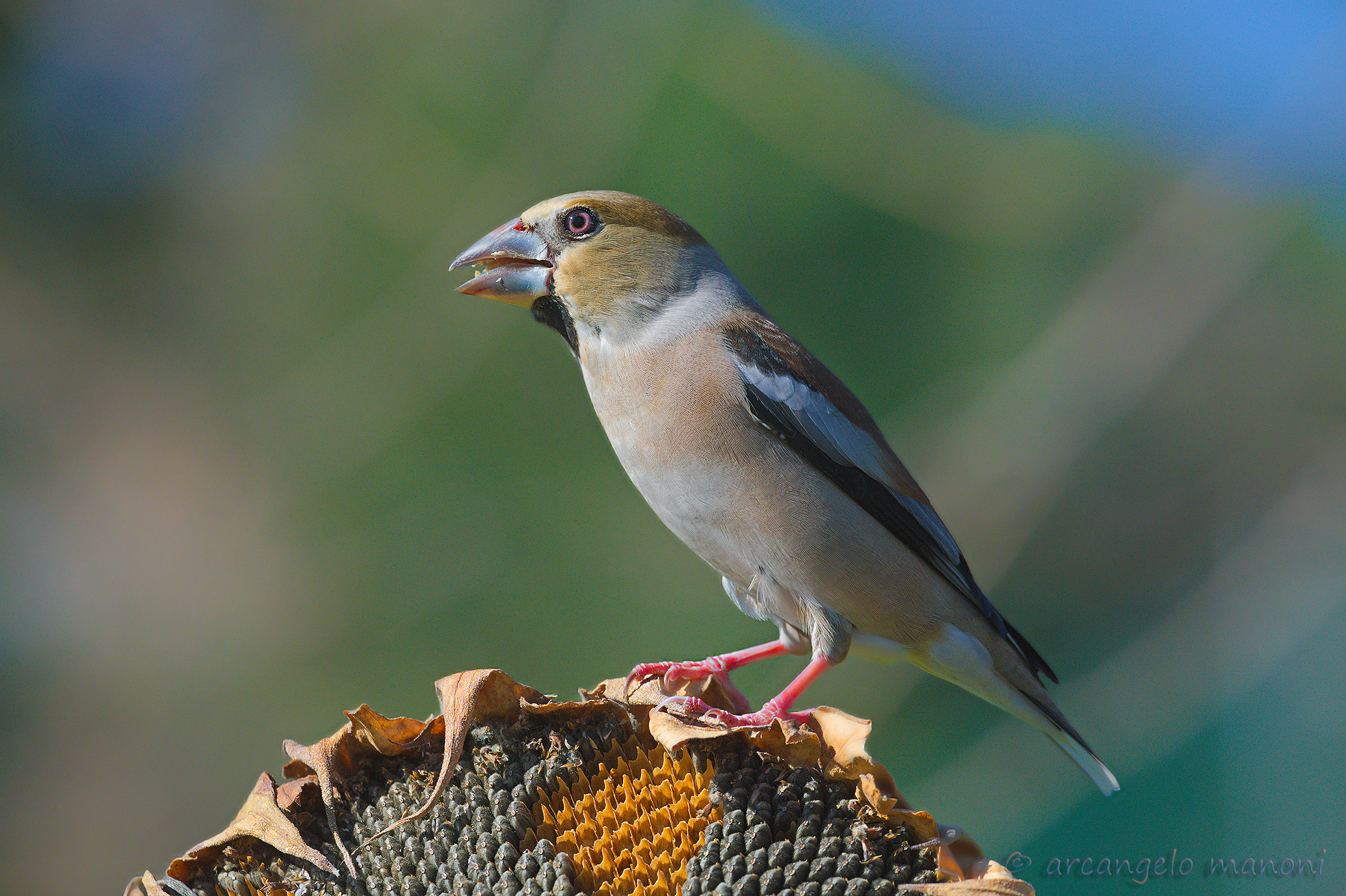 The elegant female of the frosone