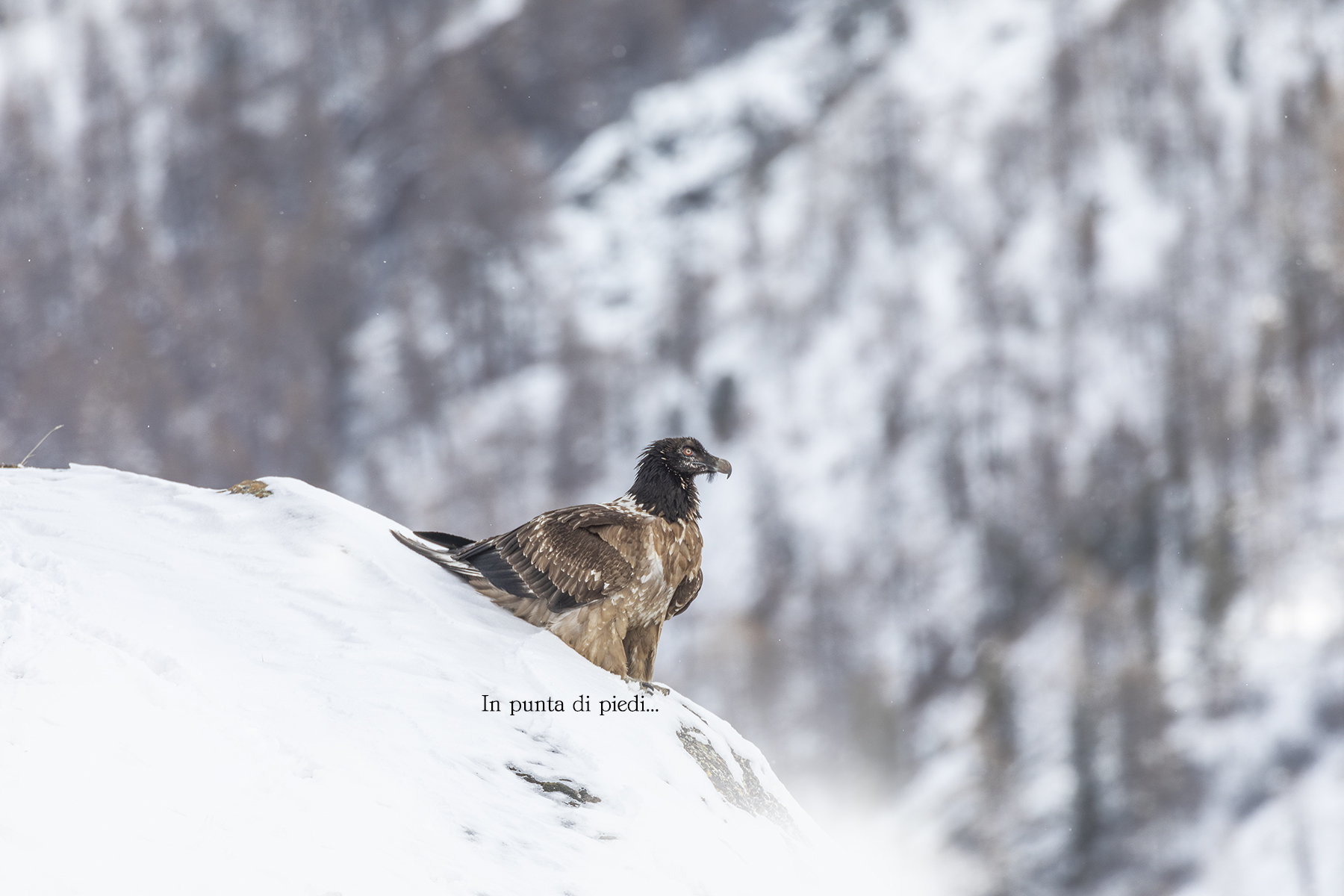 Bearded vulture perched...