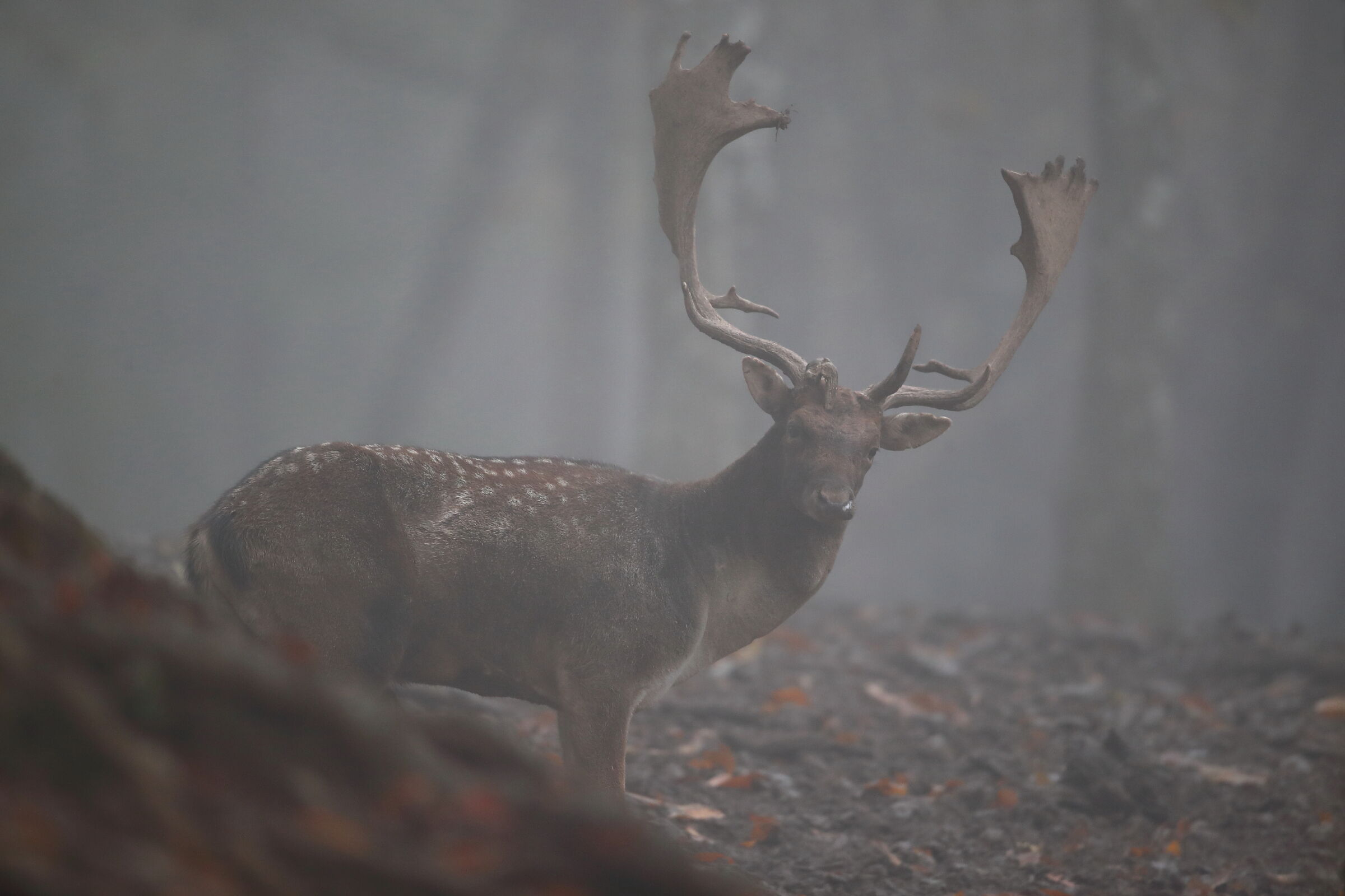 Daino in the Fog