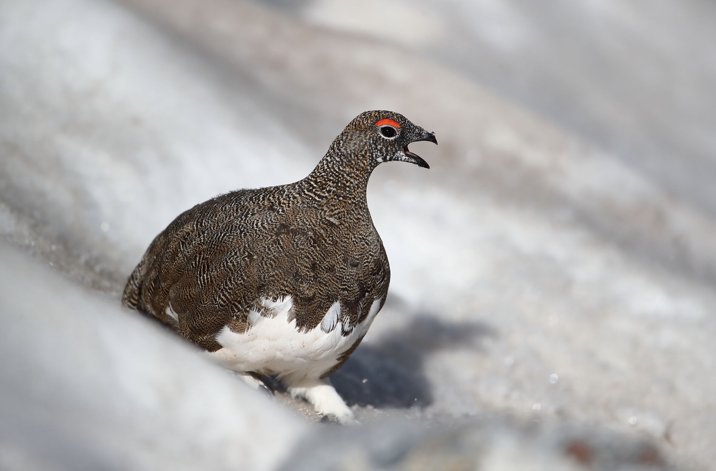White partridge