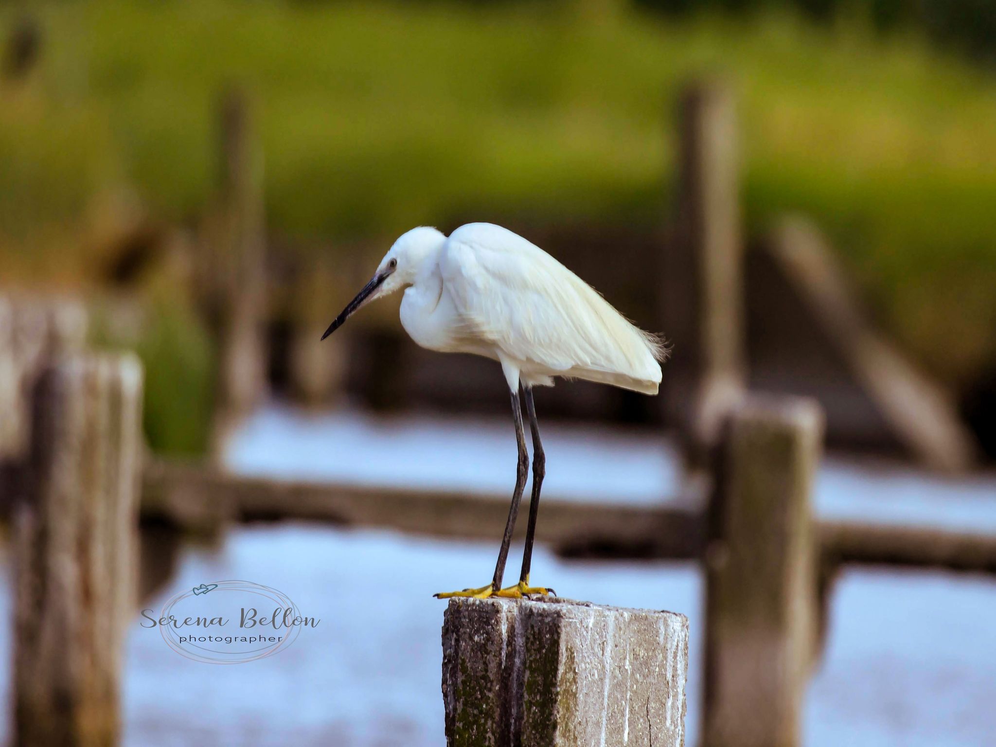 il signor gambalunga