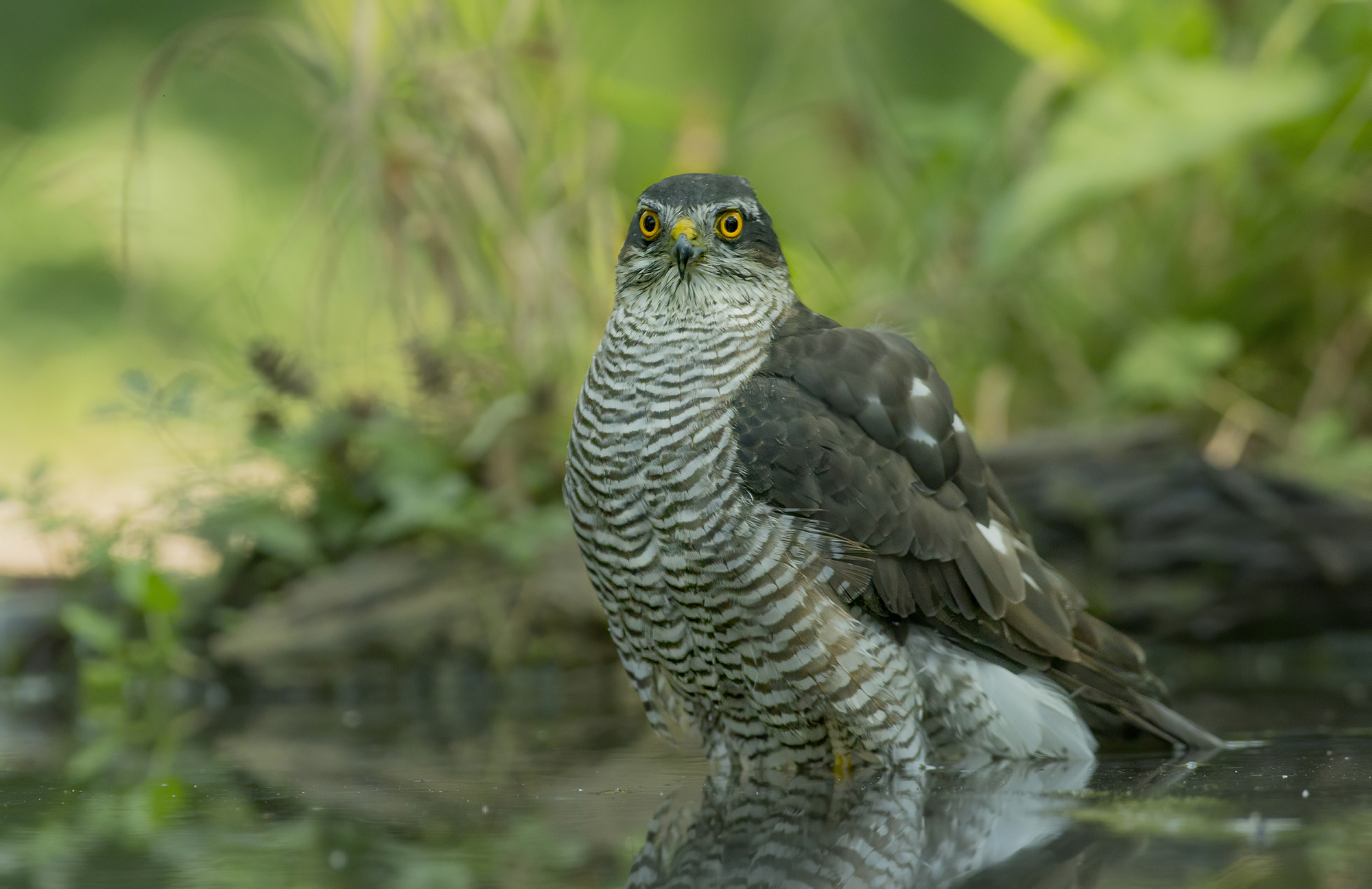 Come una statua, sparviere