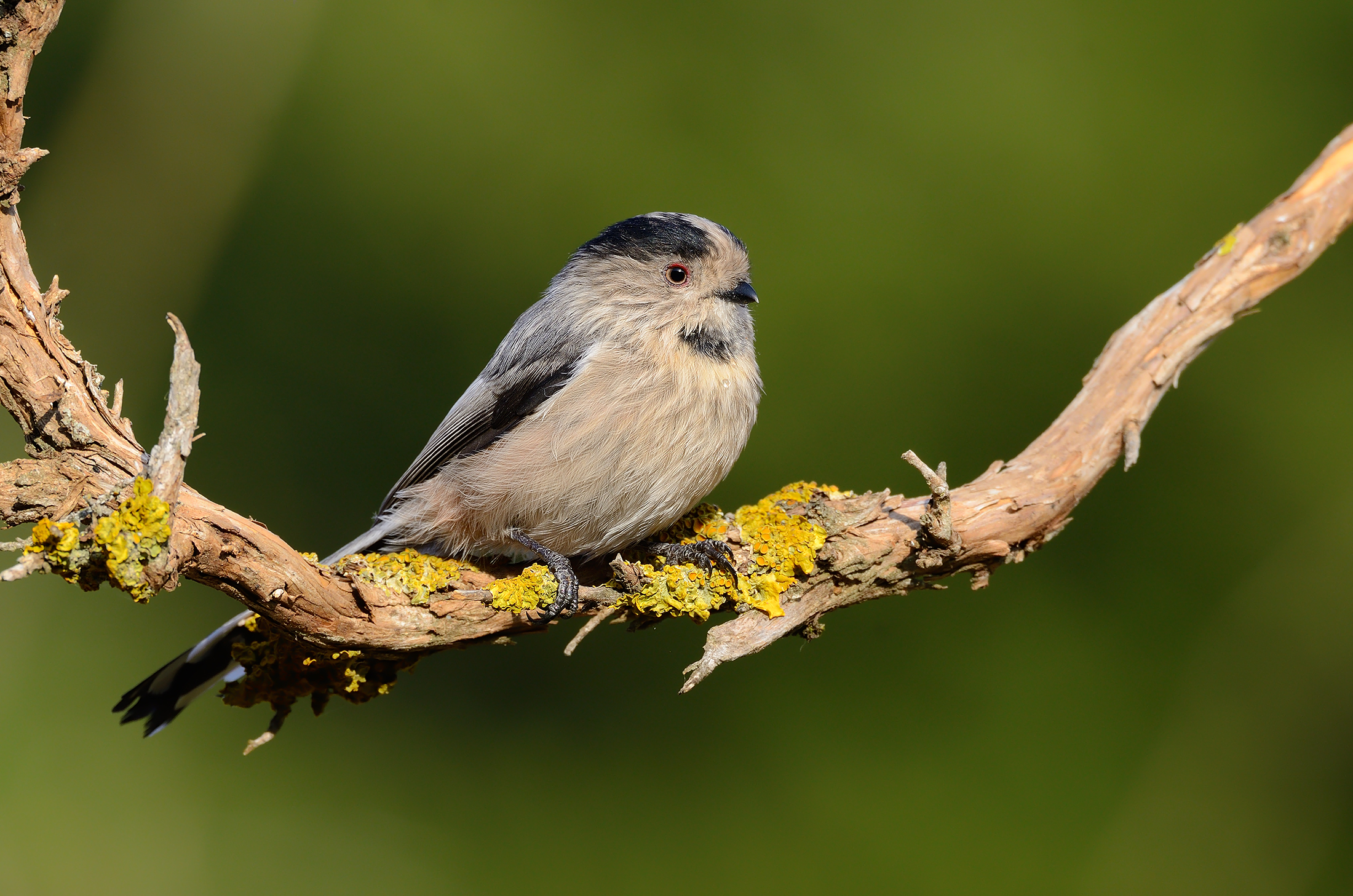 Long-tailed tit