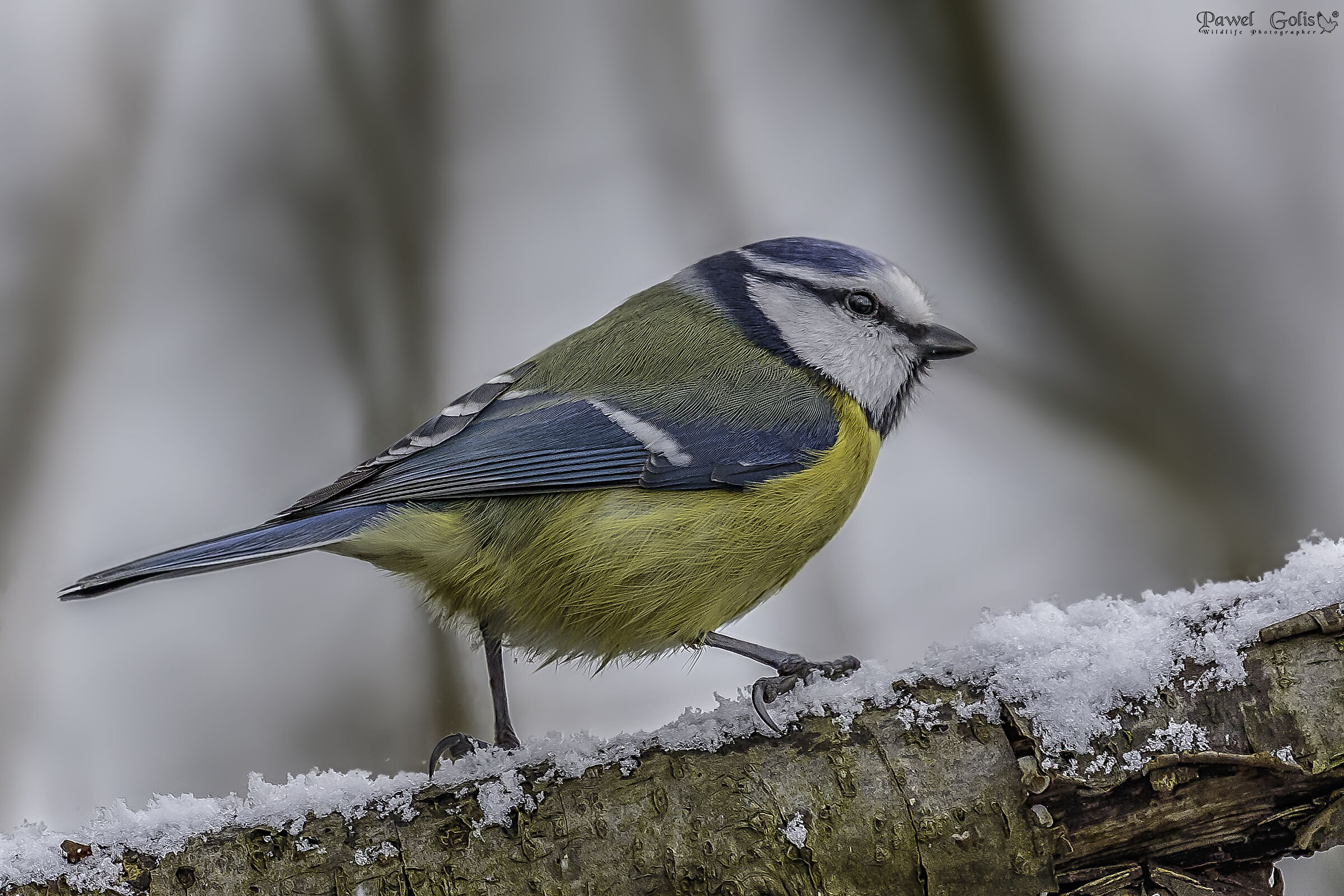 Tit blu eurasiatica (Cyanistes caeruleus)