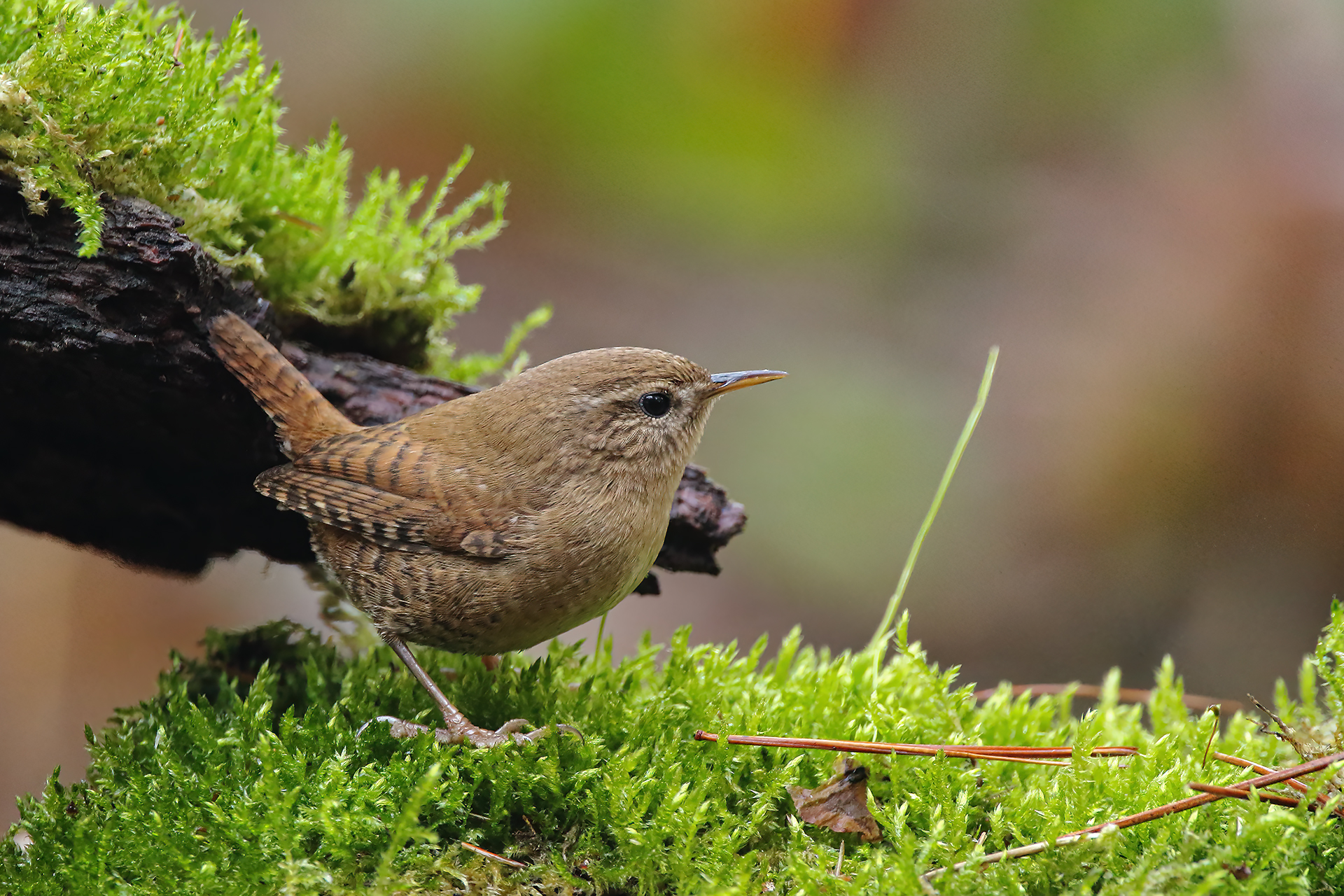 Finalmente si ritorna nel bosco. Scricciolo.