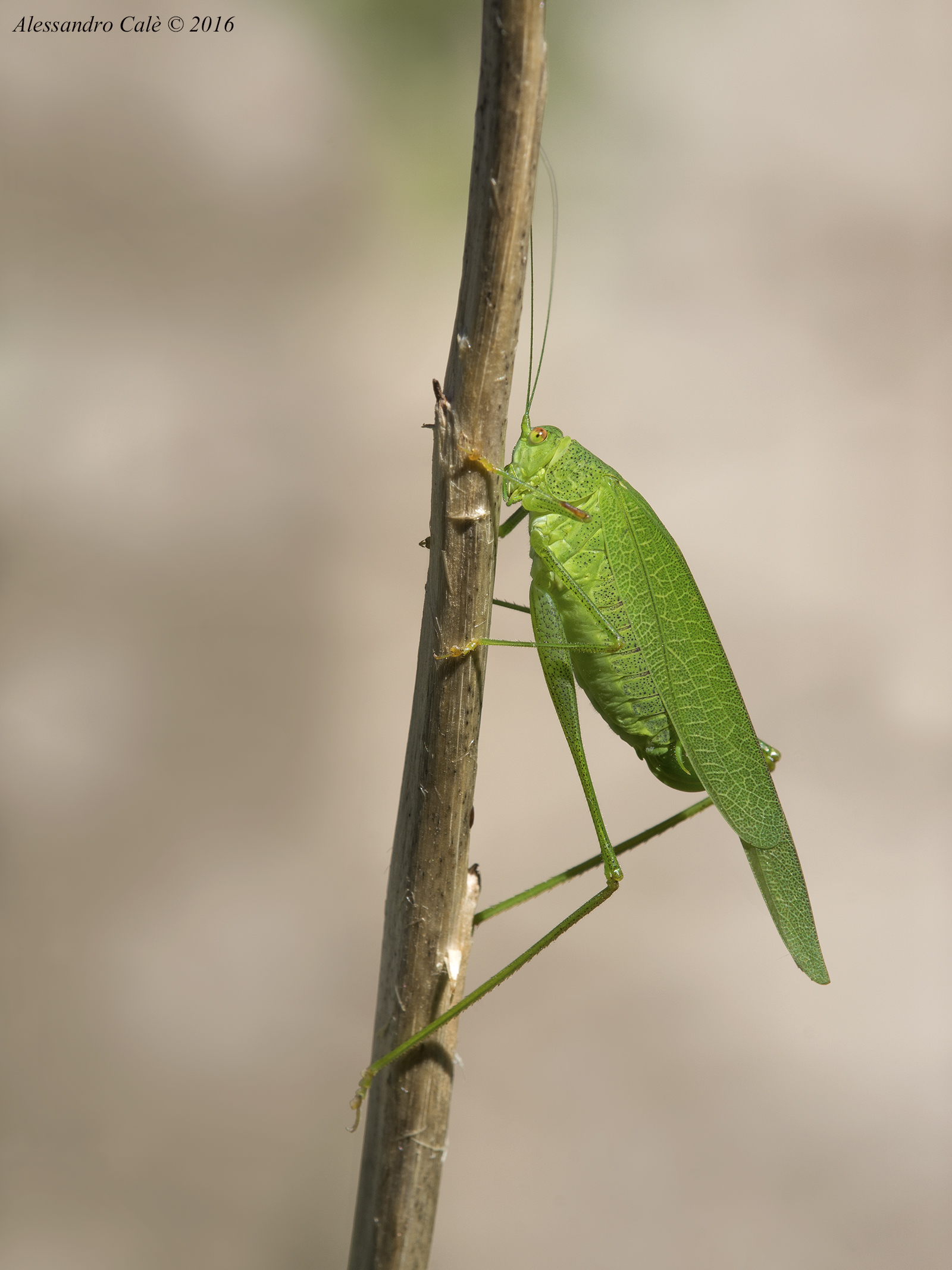 Phaneroptera nana 9754