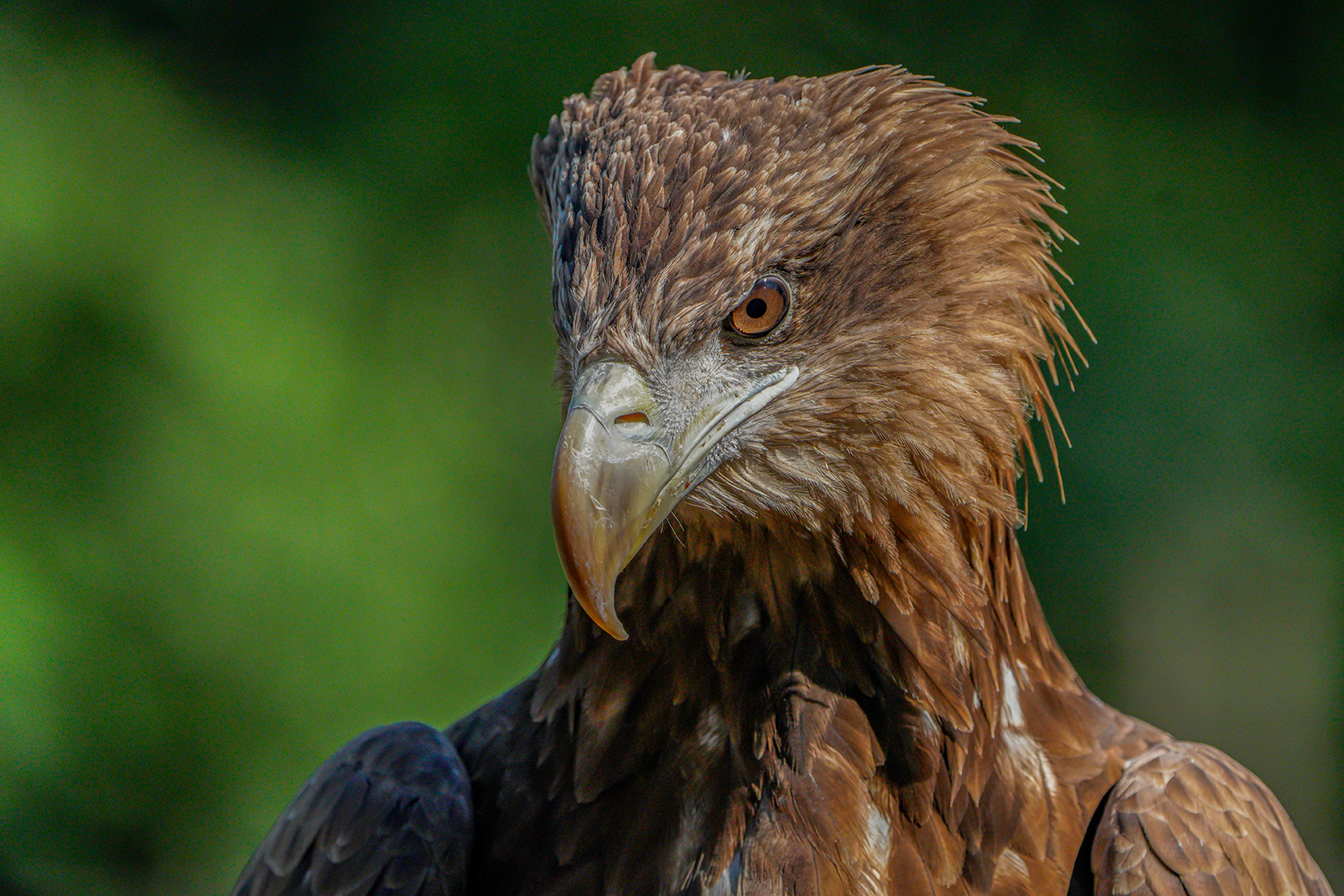 Eagle
