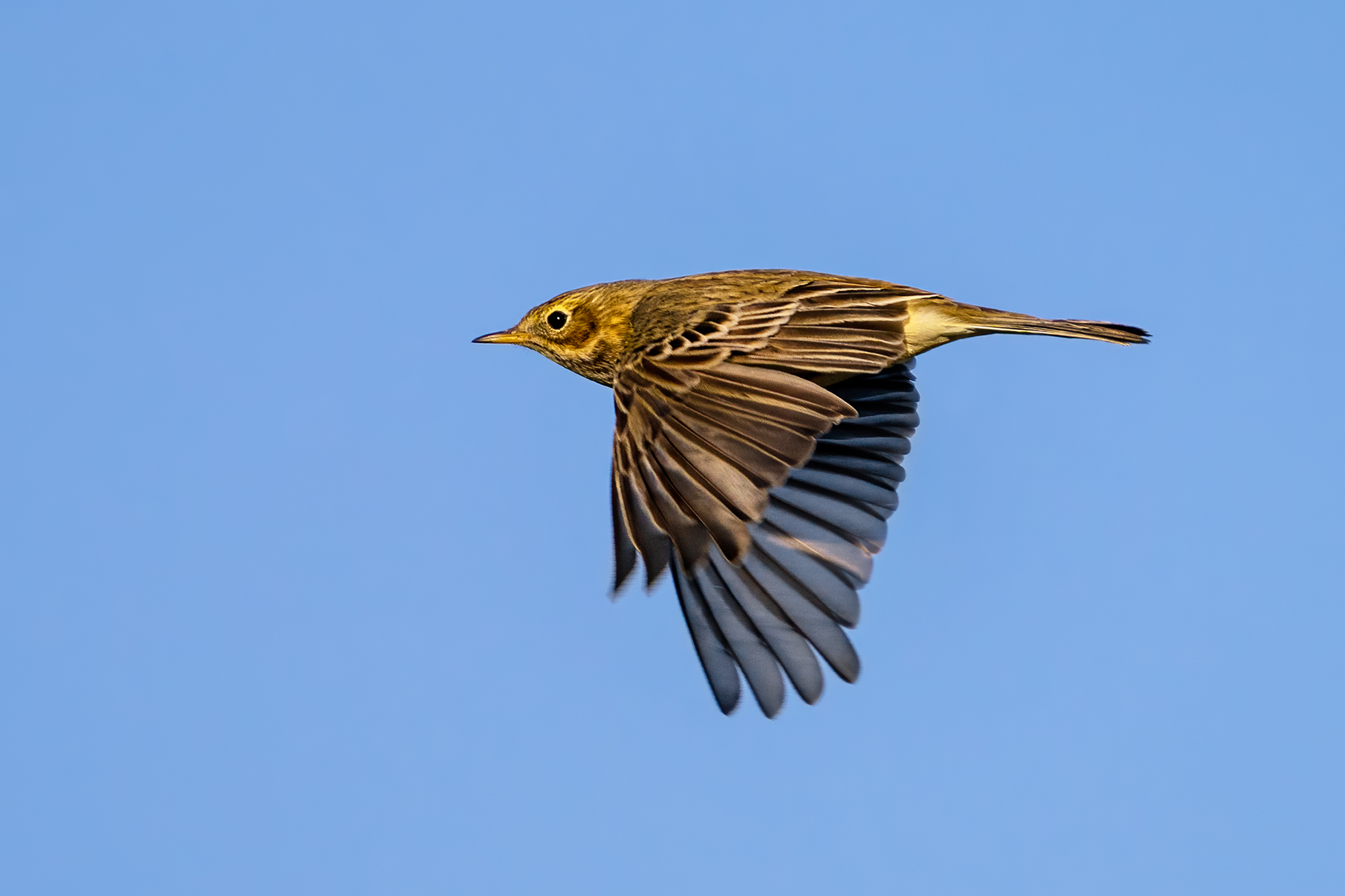 Spioncello- Wikipedia