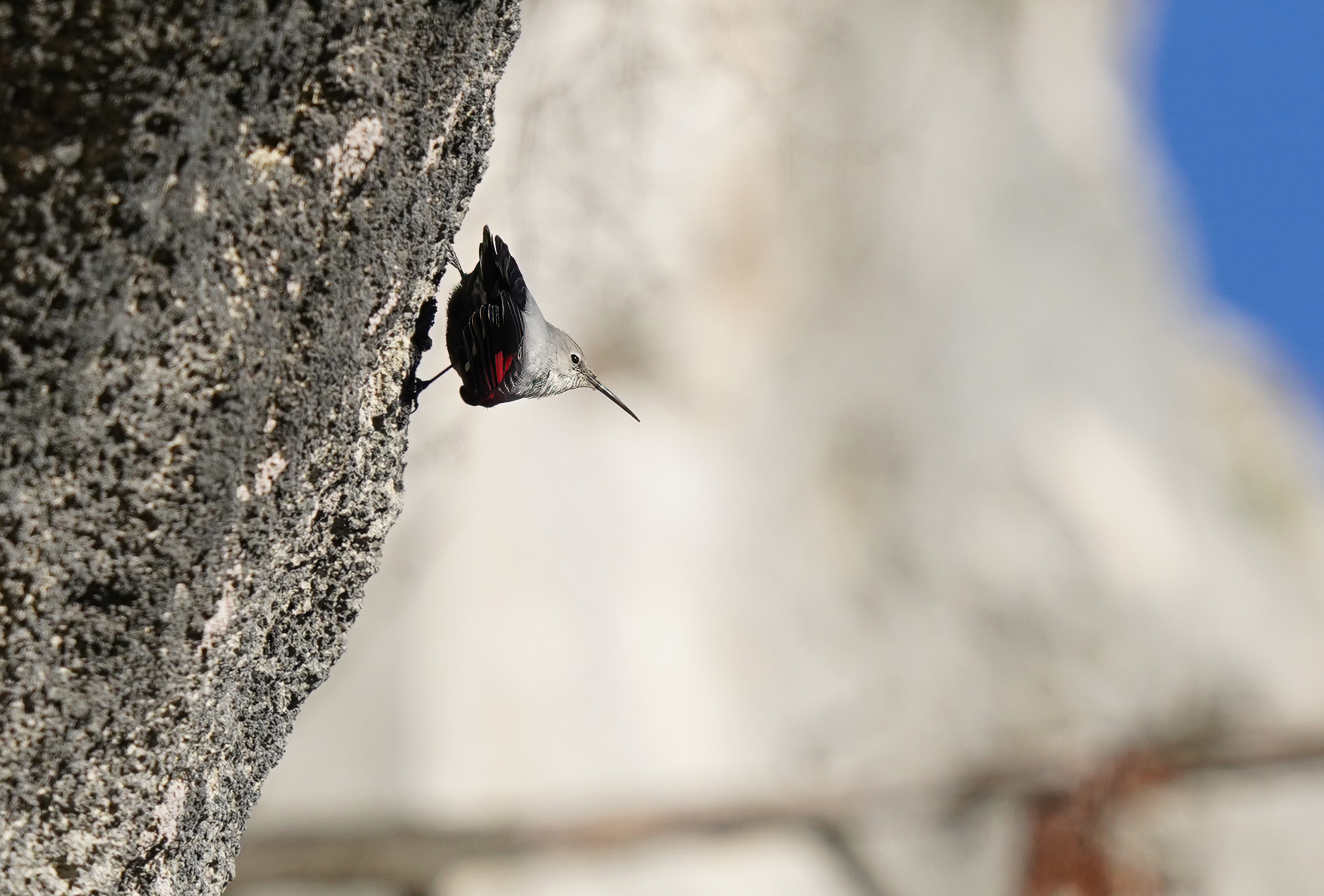 tichadroma muraria-woodpecker muraiolo