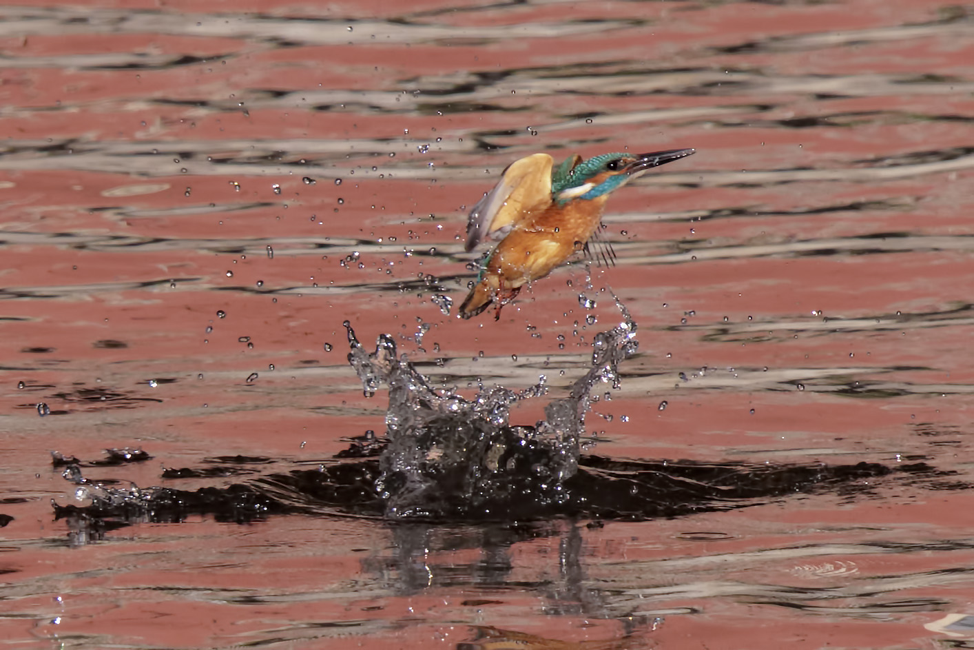 splash