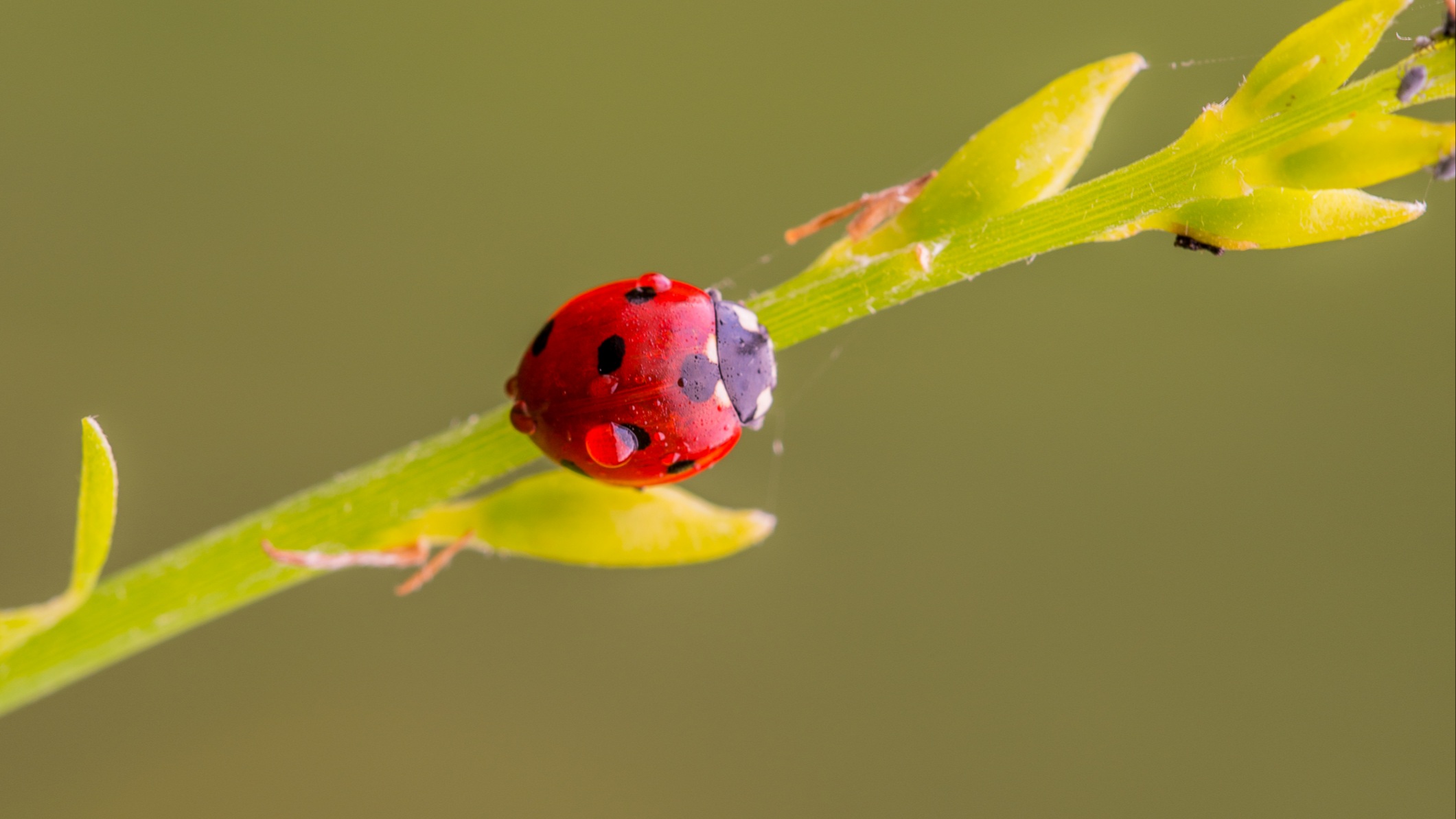 Coccinella