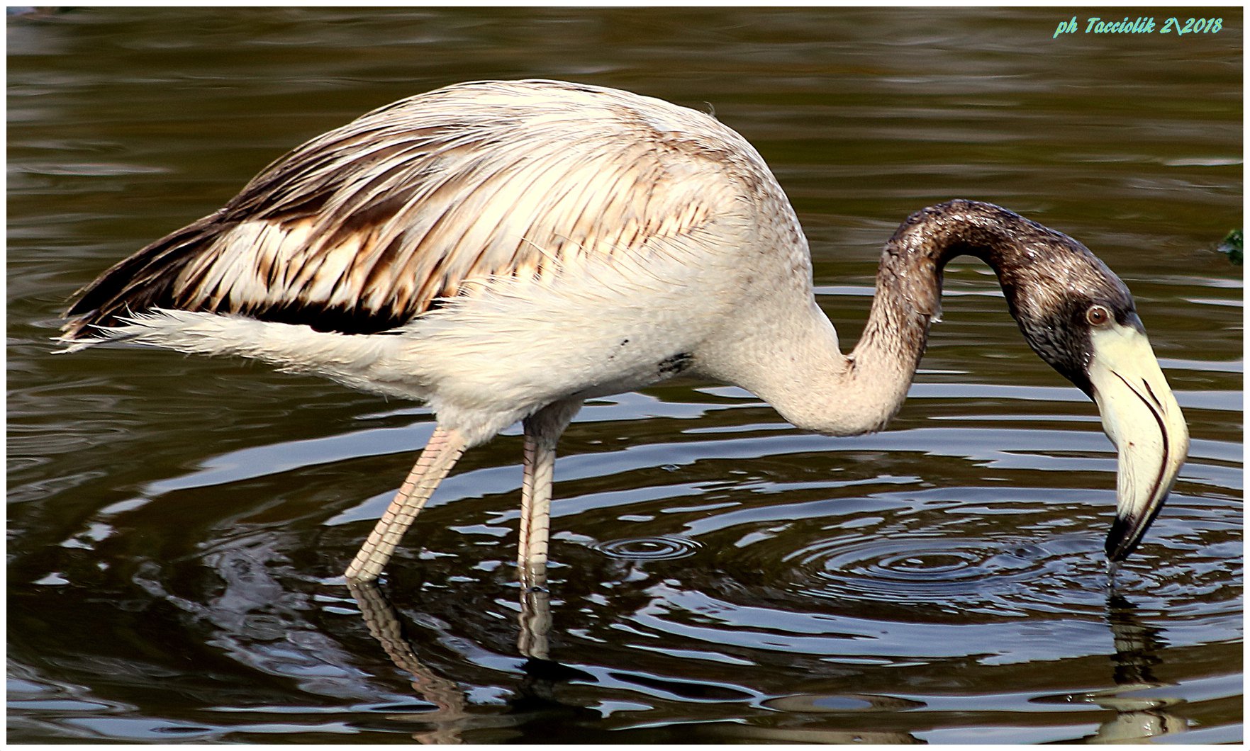 "Cucciolo " di Fenicottero - Orbetello Santa Liber...