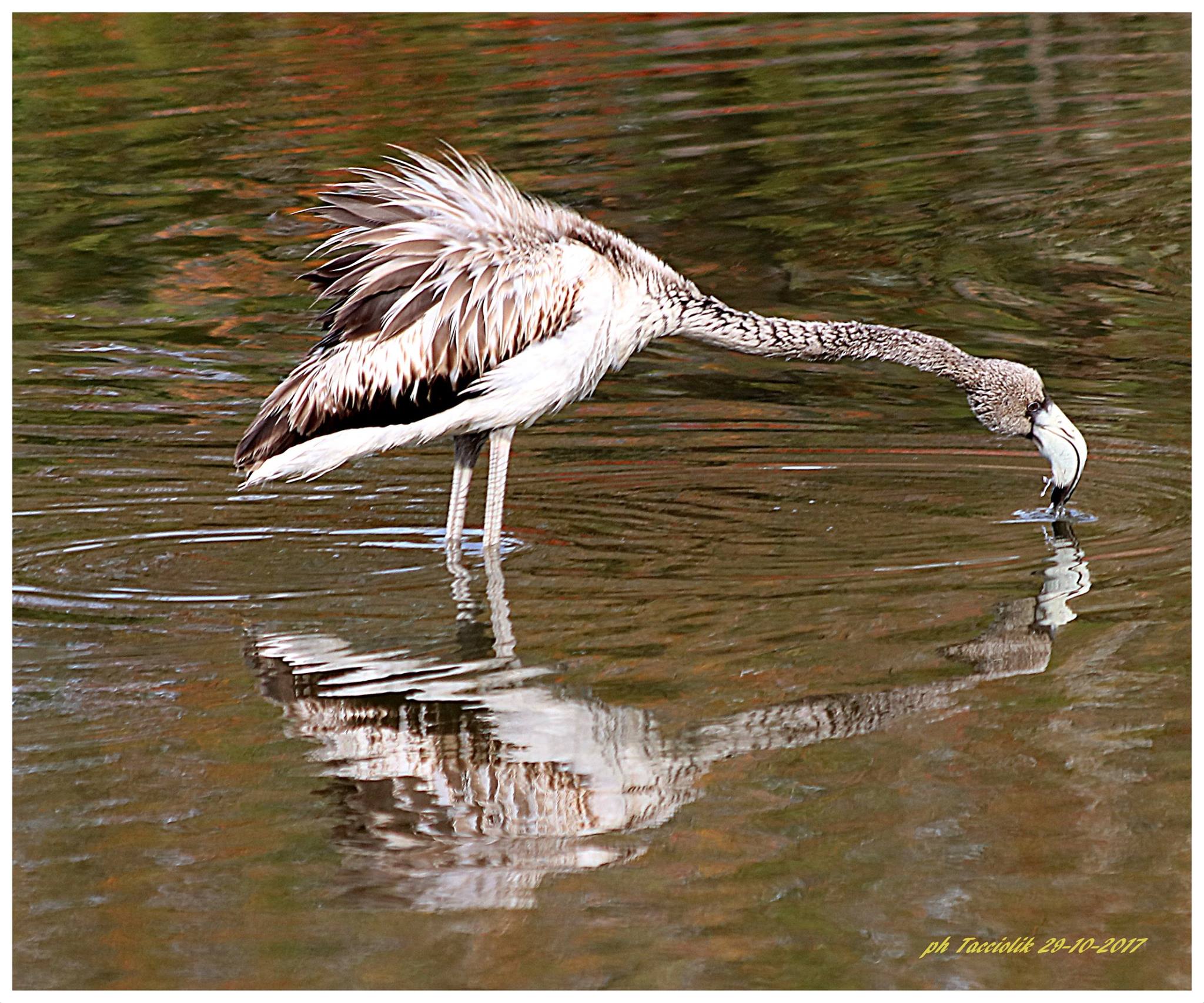 "Cucciolo" di Fenicottero  - Orbetello laguna di P...