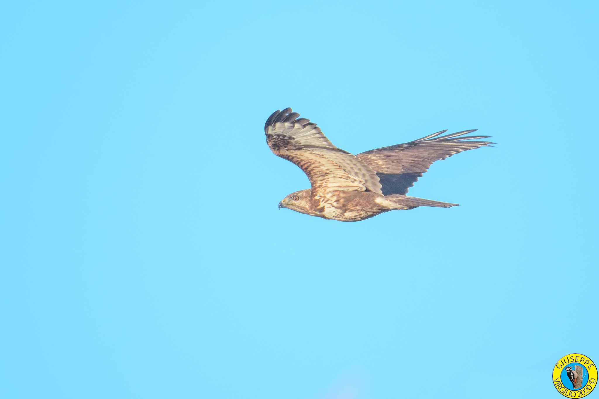 Poiana (Buteo buteo) Sardegna 2020