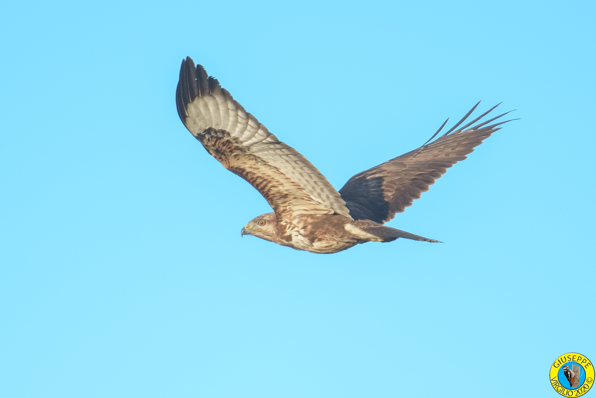 Poiana (Buteo buteo) Sardegna 2020