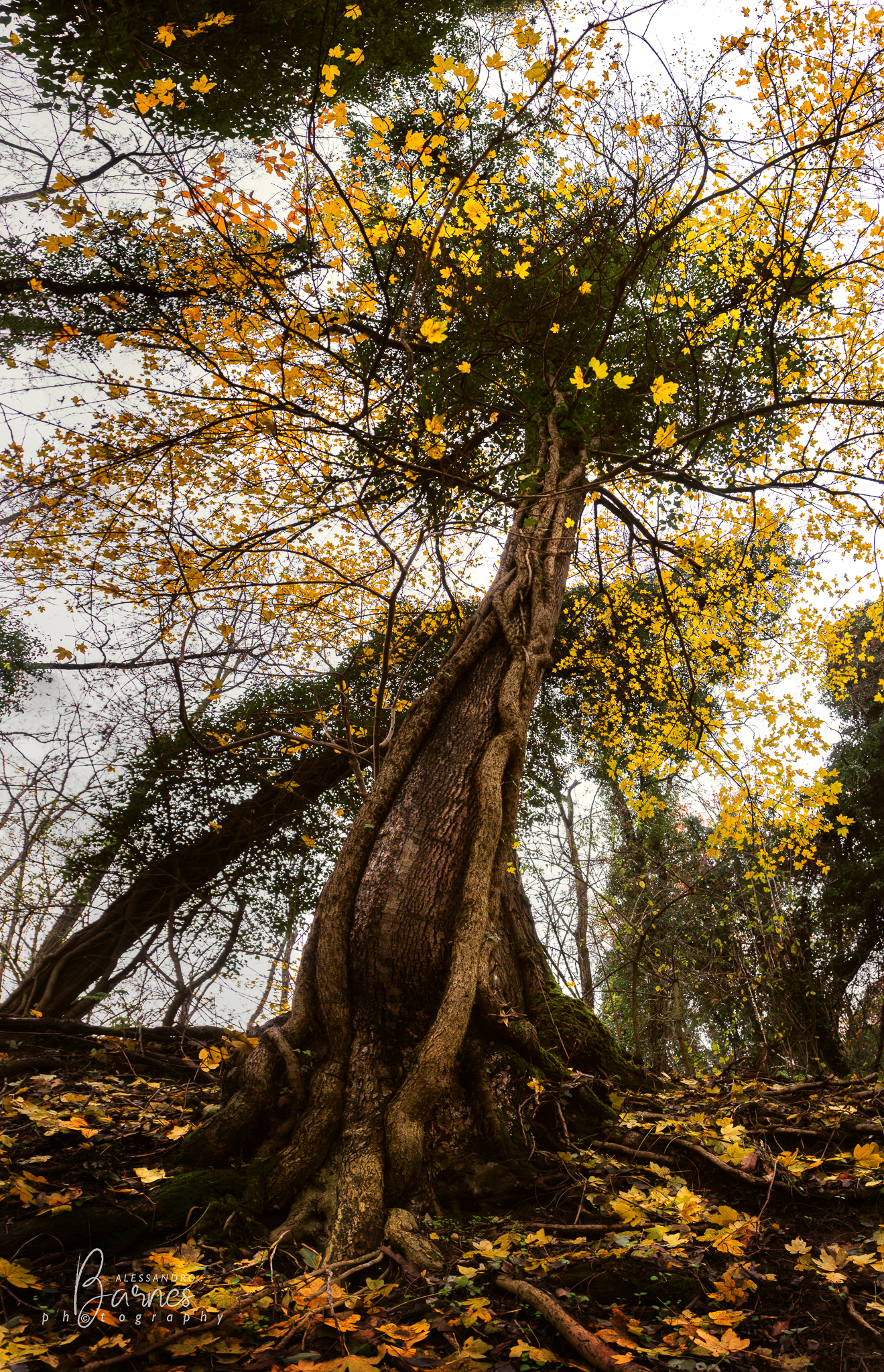 Acero campestre in veste autunnale