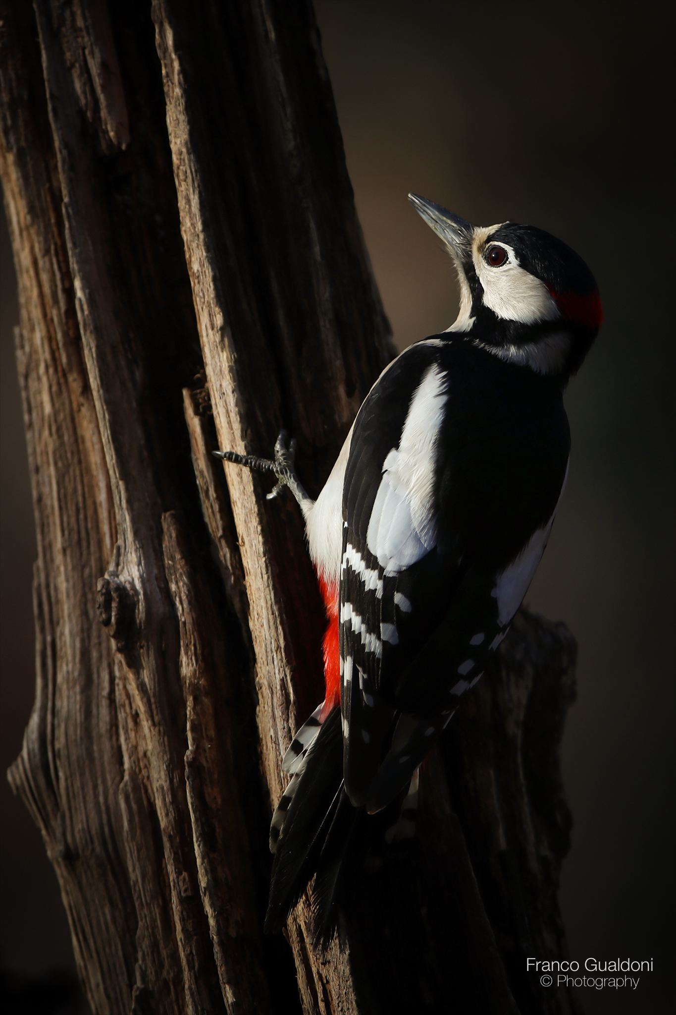 Greater Red Woodpecker