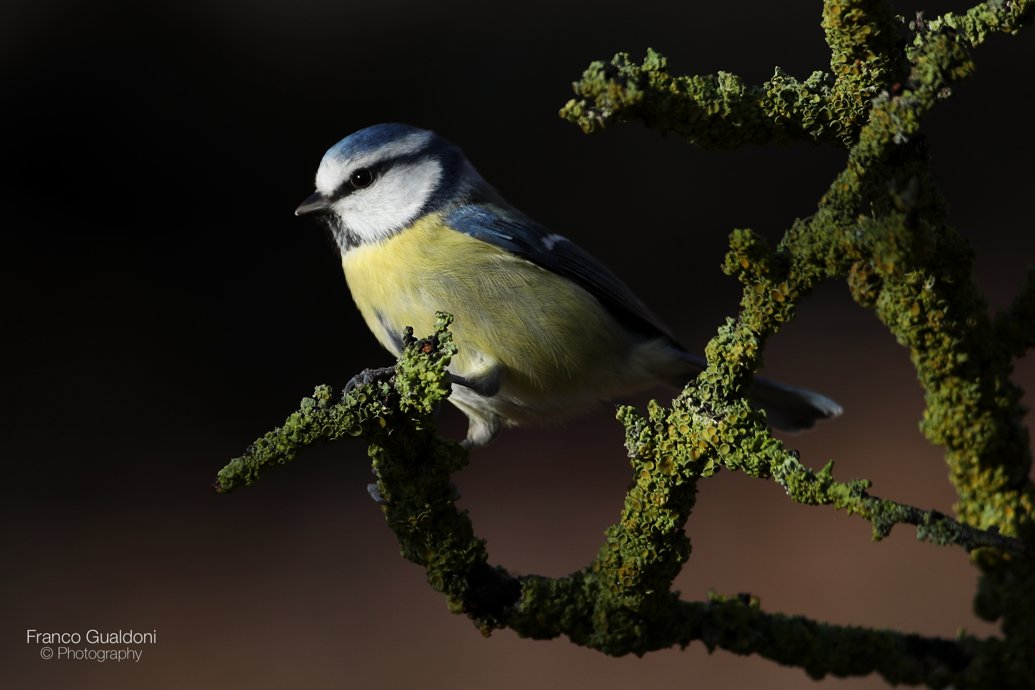 Cinciarella on lichens