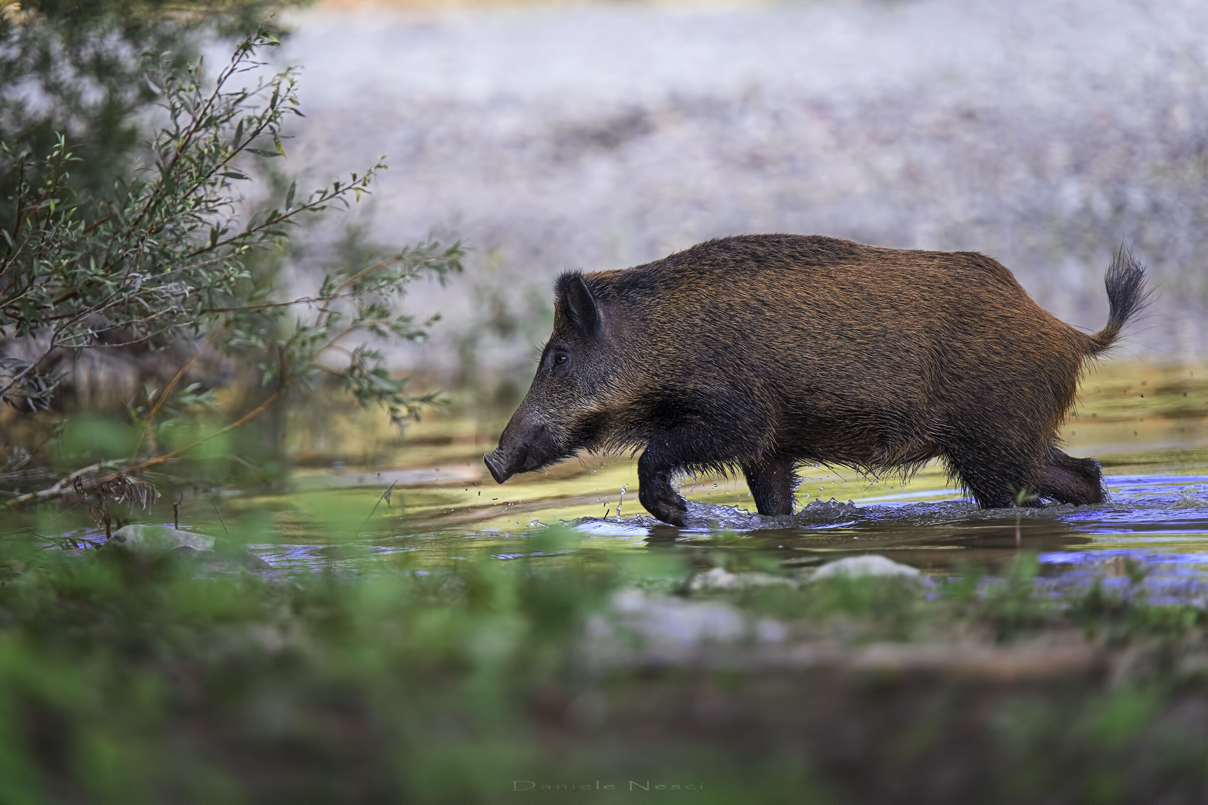 Attraversamento ungulati