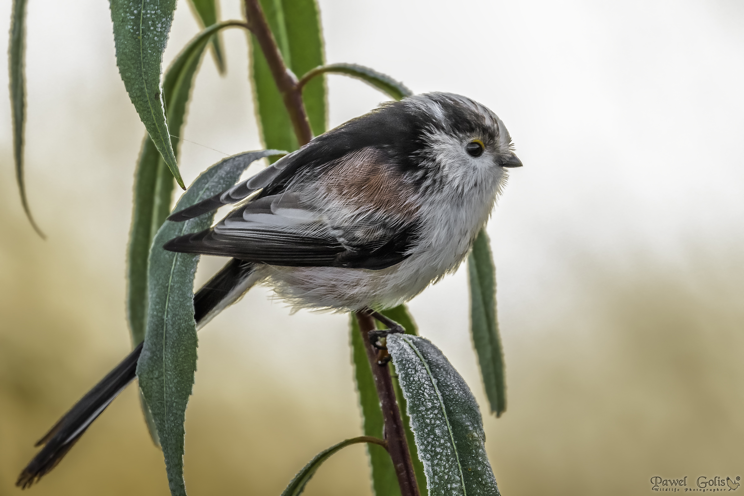 Bushtit dalla coda lunga (Aegithalos caudatus)