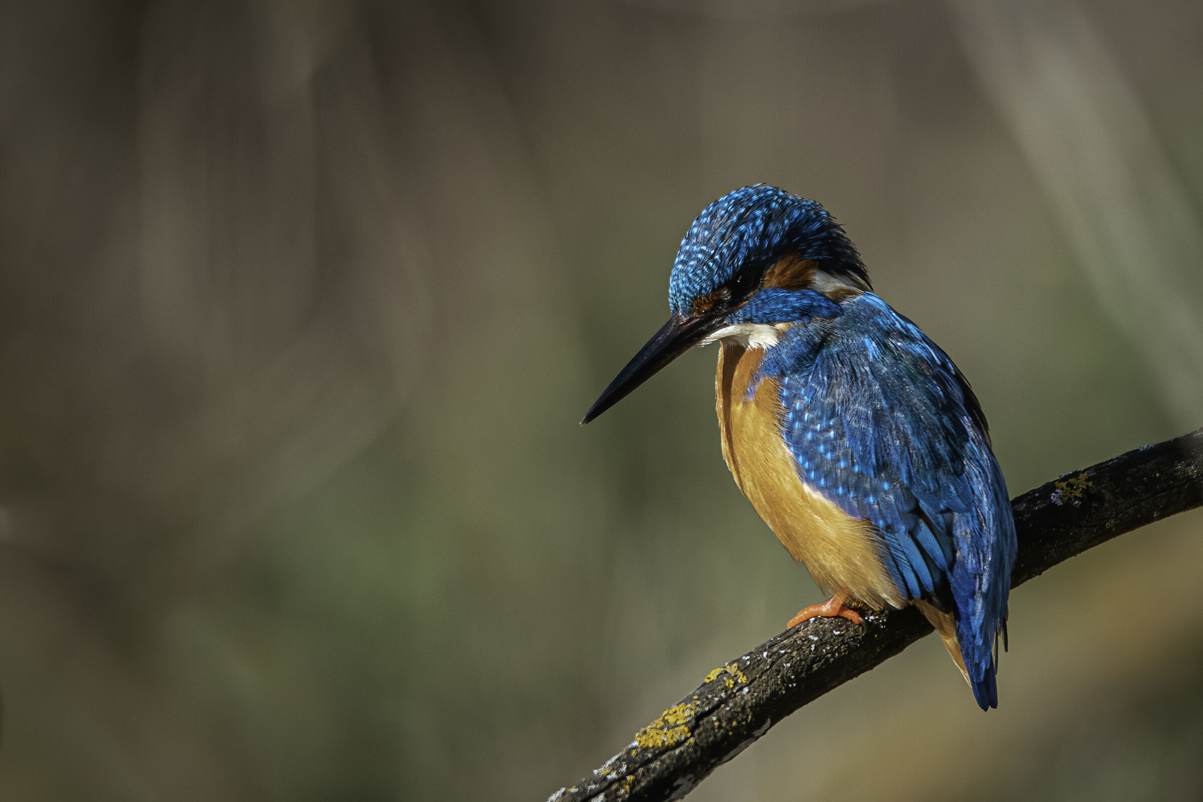 Il martin pe...nsieroso