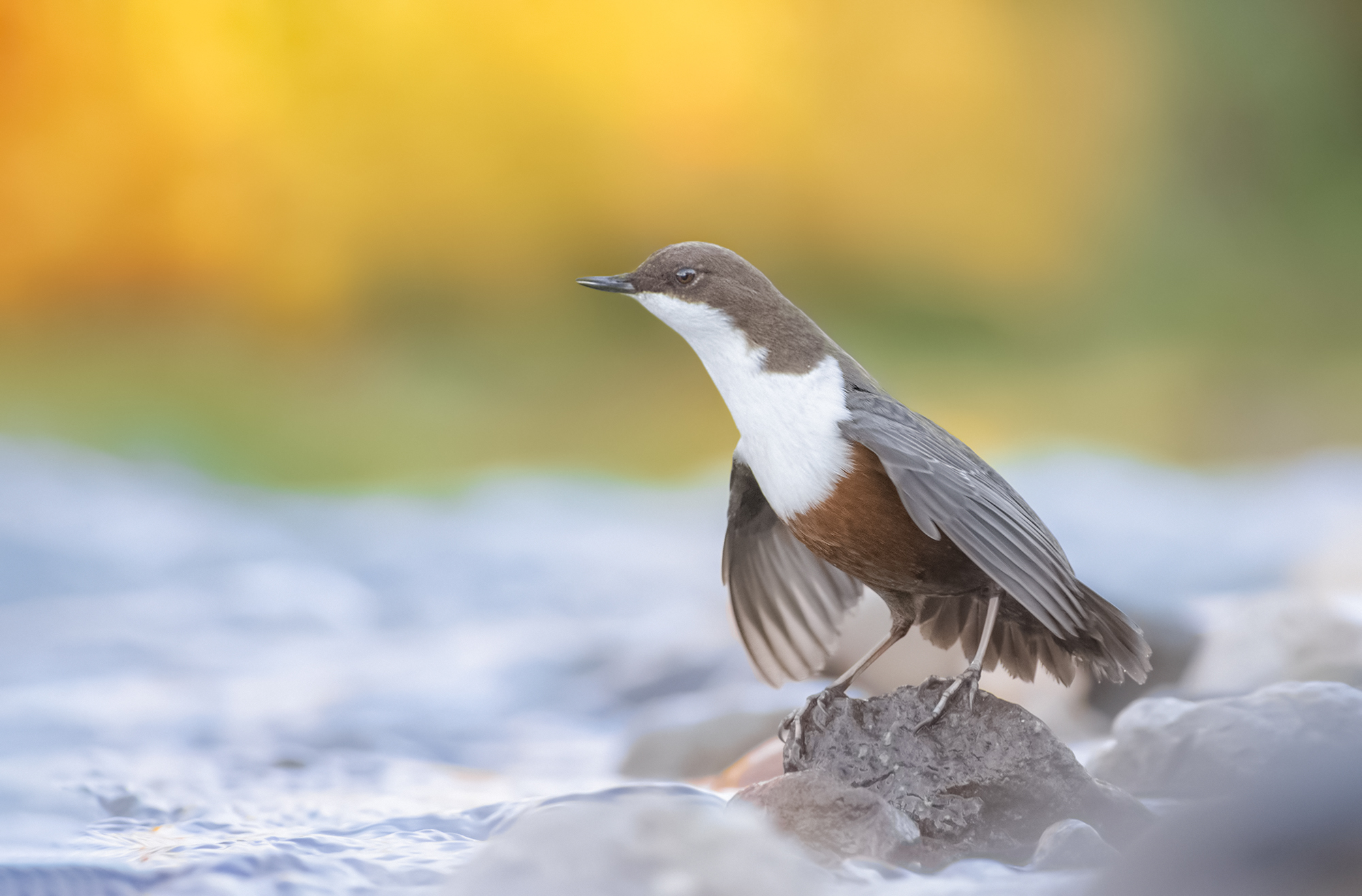 In una fredda mattina d'inverno