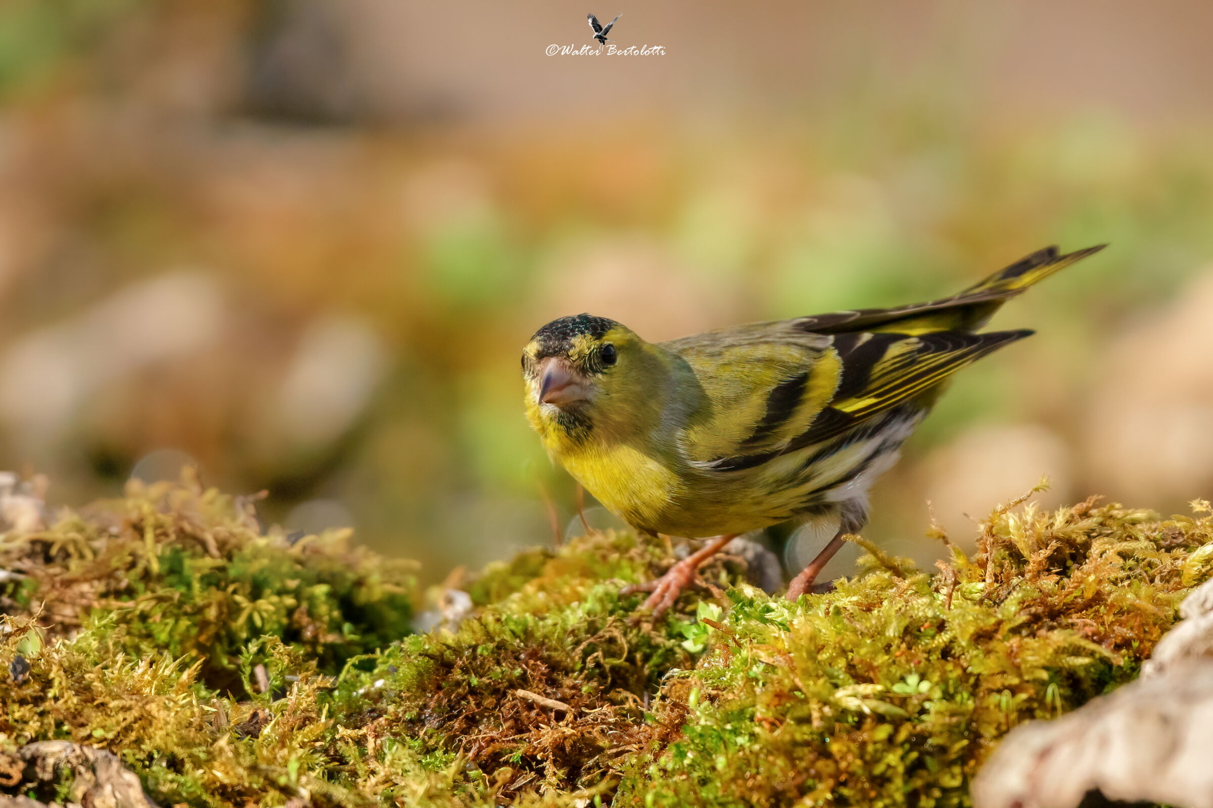 lucherino - Wikipedia