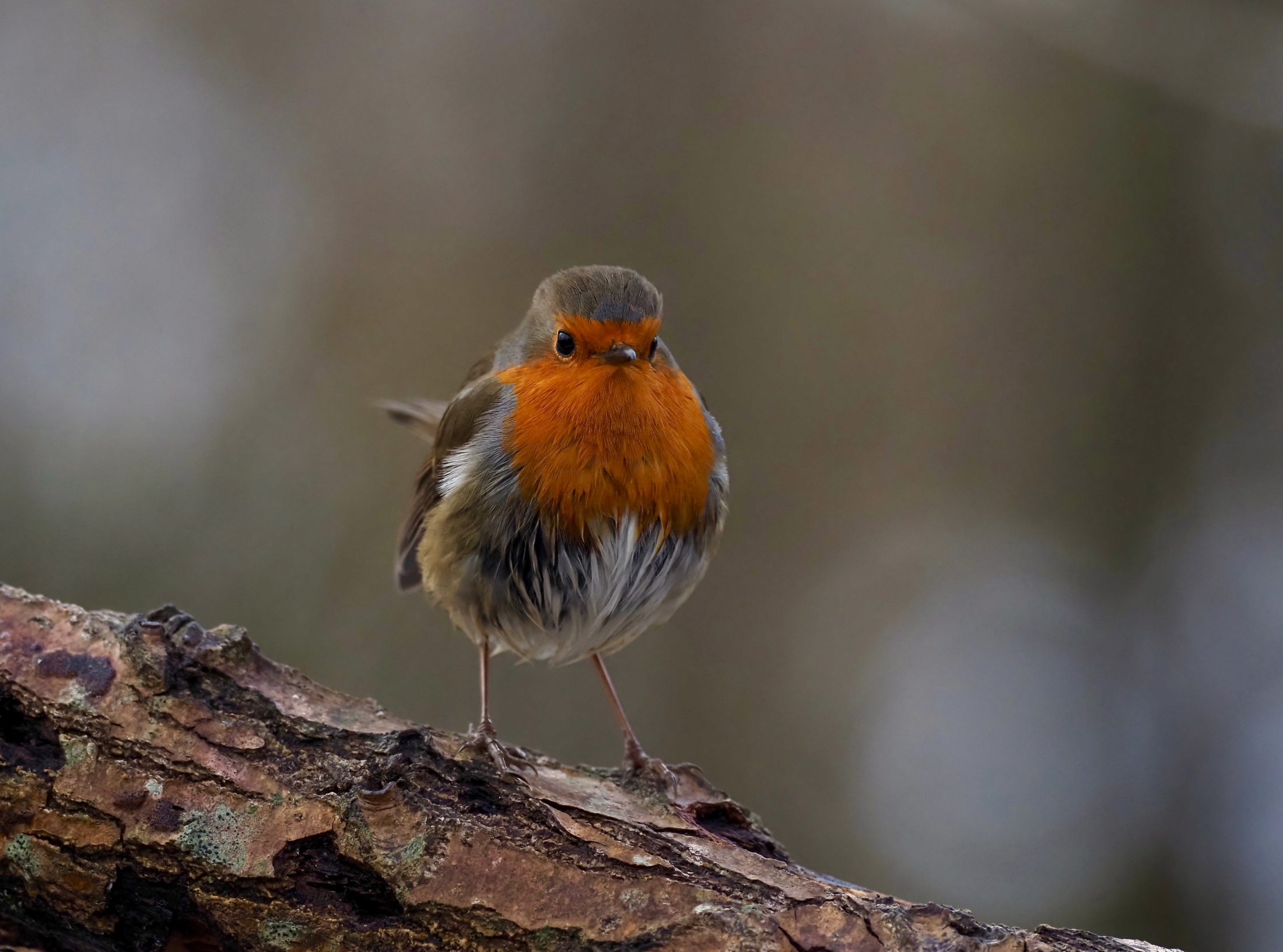 pensieroso di passare questo inverno