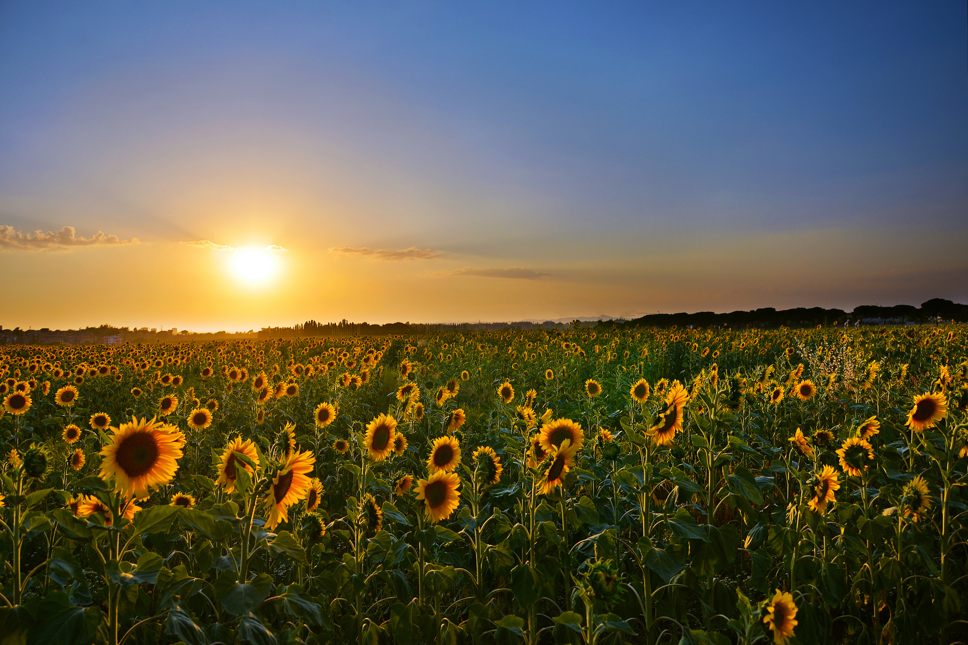 Sunflowers at the Sunset