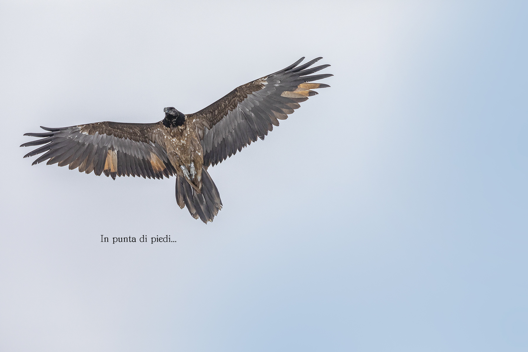 Palo-Pala Vercors (F)