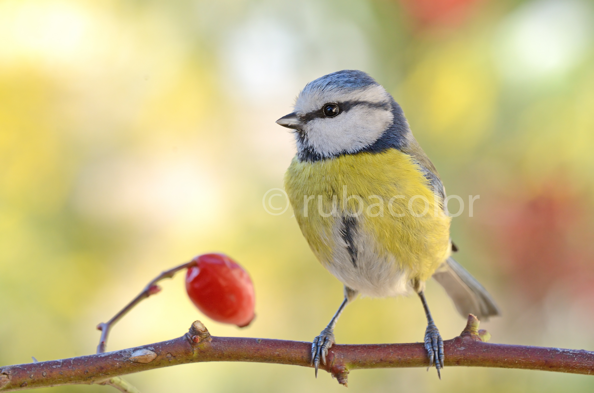 Una ciliegina per la cinciarella