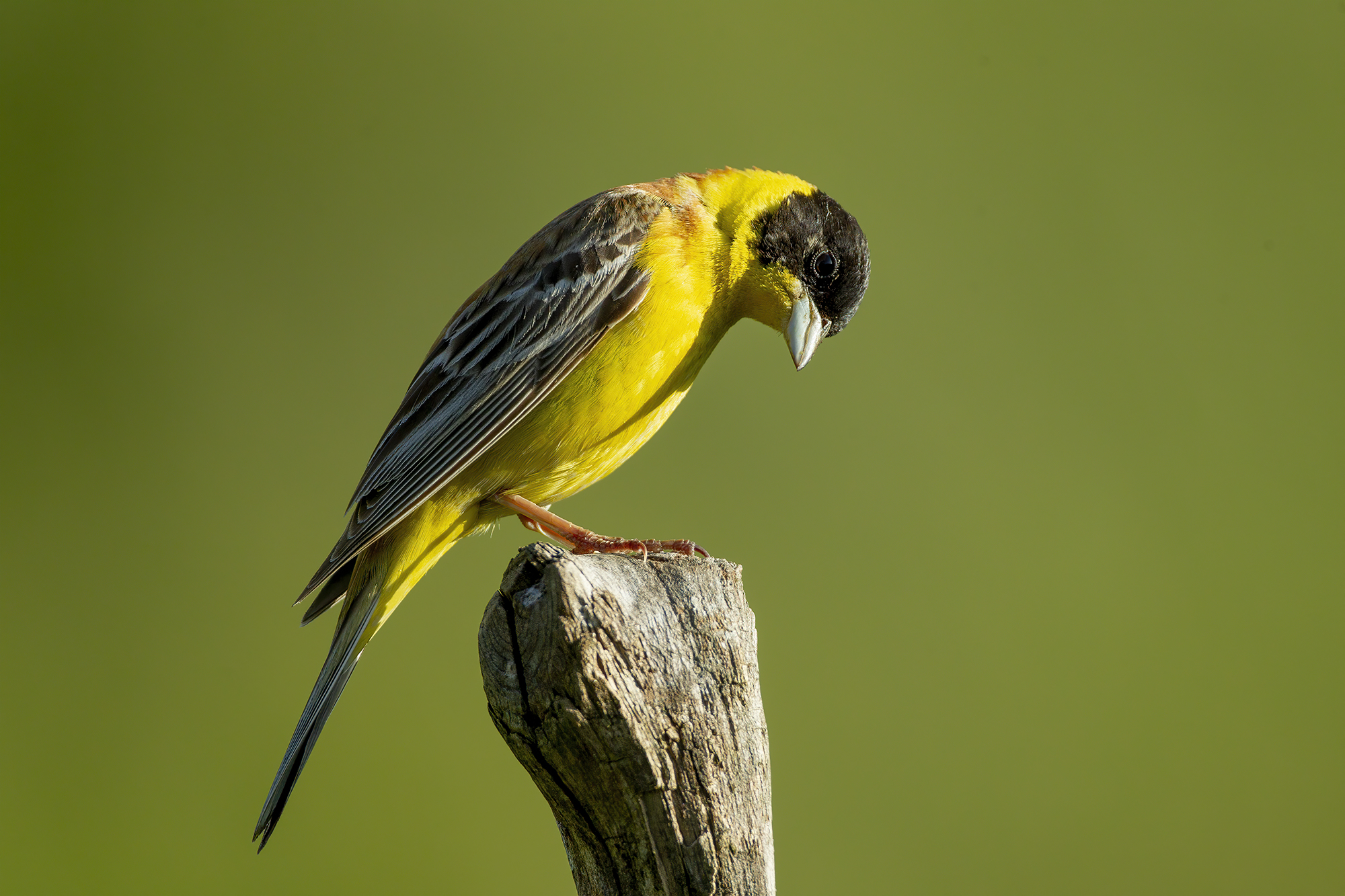 l'inchino dello zigolo capinero